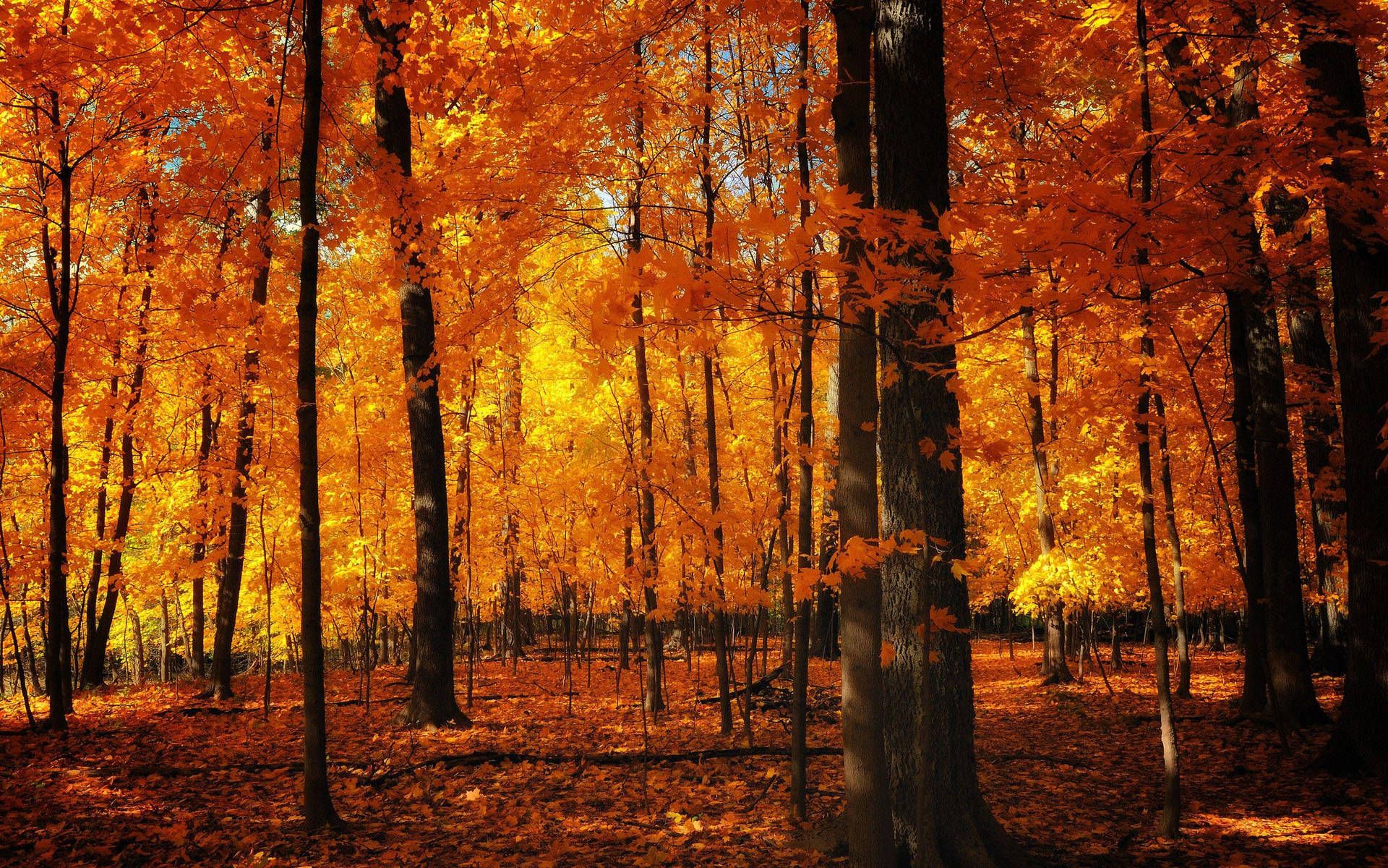 Herbstwald, Orange Bäume, Laubboden, Baumstämme, 16:10, Full-HD-Hintergrundbild für den Desktop