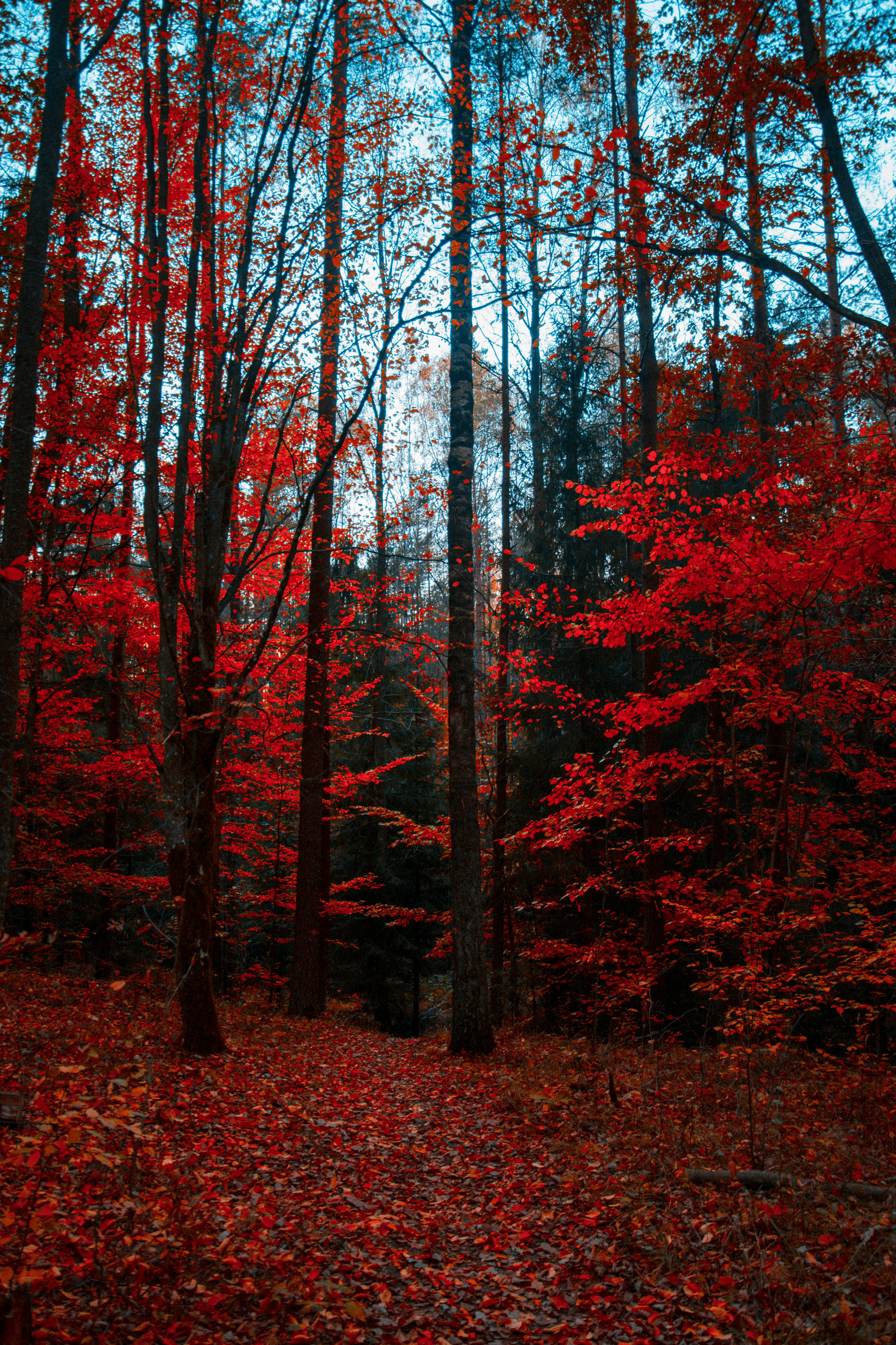 Rote Bäume, Wald, Laubboden, Blauer Himmel, QHD+, Handy-Hintergrund im Hochformat
