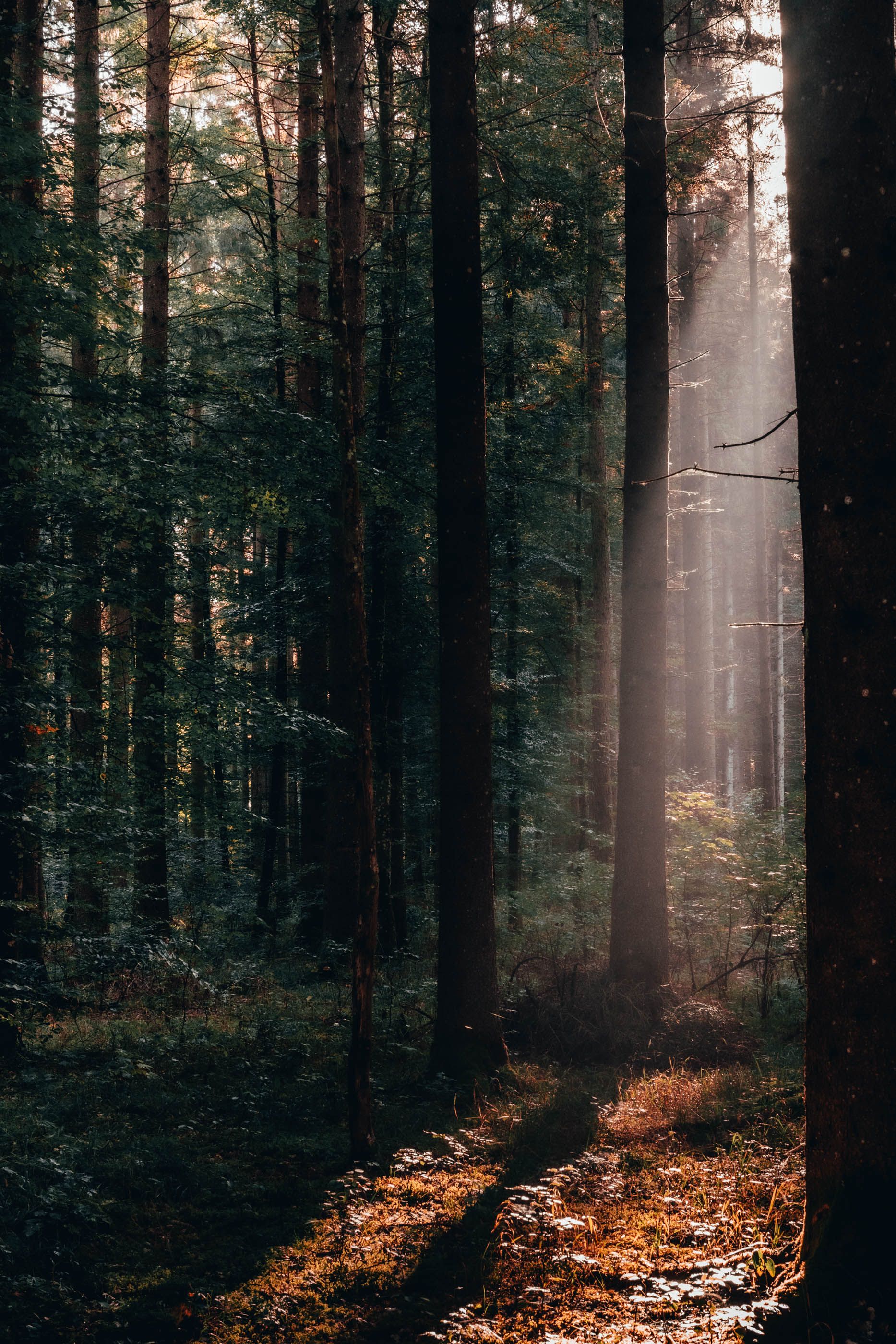 Wald, Sonnenstrahlen, Nadelbäume, Dunkel, QHD+, Hintergrundbild fürs Tablet
