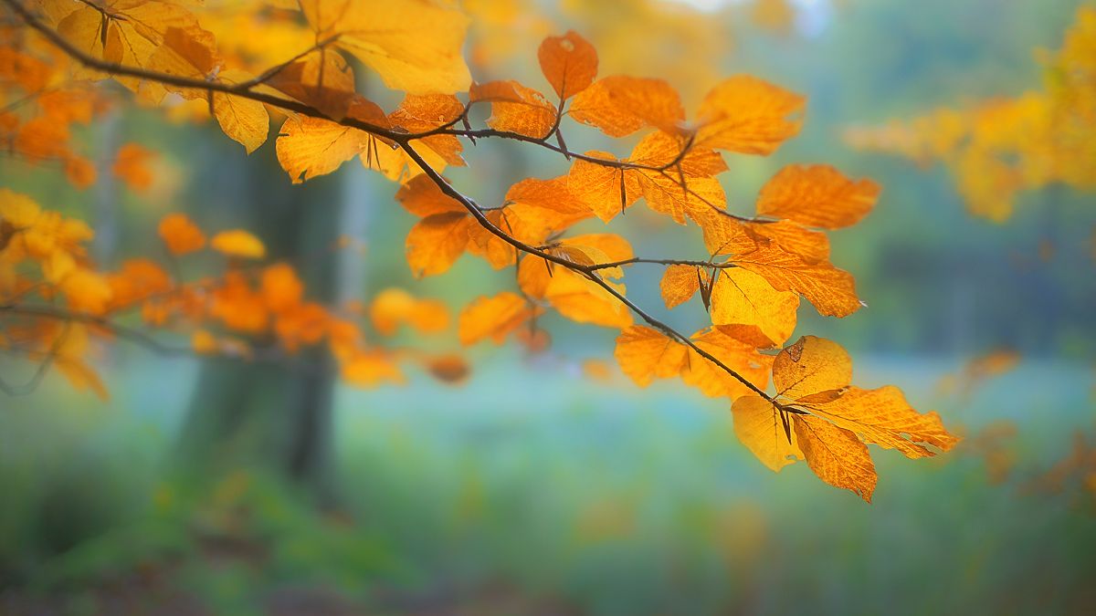 Zweig, Gelbe Blätter, Bokeh, Unscharfer Hintergrund, Wallpaper