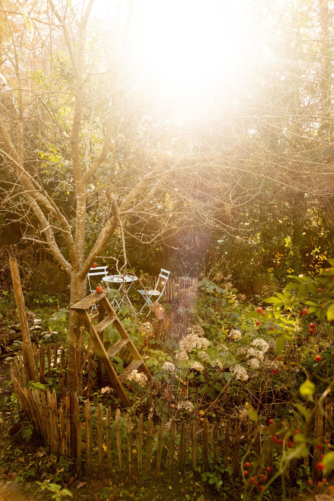 Wald, Gegenlicht, Sonnenlicht, Sträucher, Goldene Töne, Full HD, Hintergrundbild fürs Handy