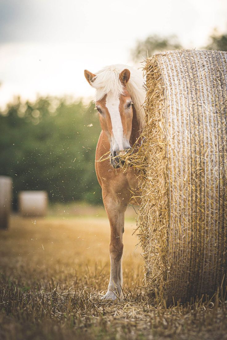 Haflinger, Strohballen, Feld, Pferd, HD, Handy-Hintergrund im Hochformat