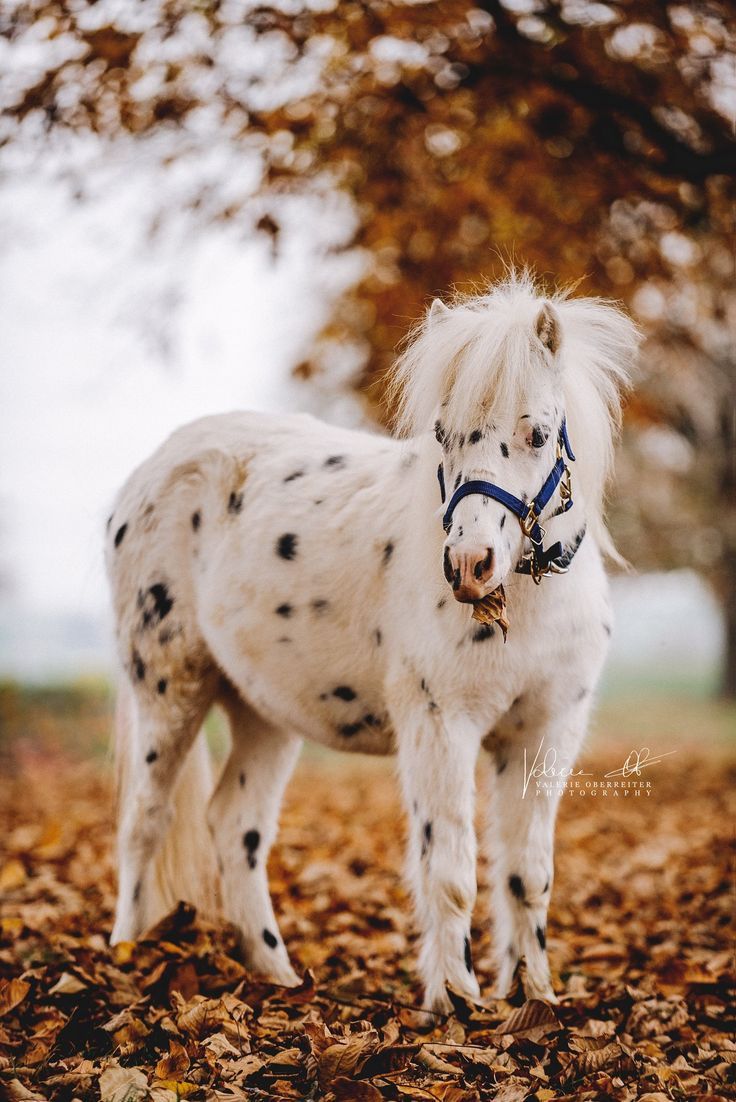 Pony, Getupftes Fell, Knabstrupper, Herbstlaub, Wald, HD, iPad-Hintergrundbild