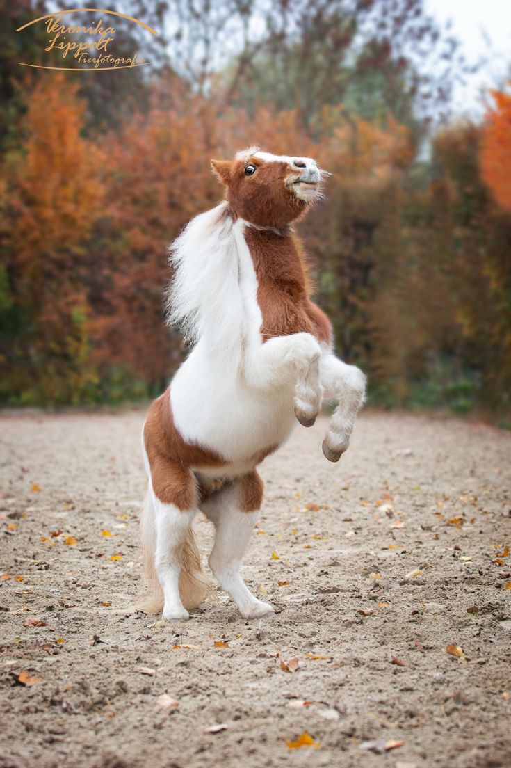 Schecke, Pony, Steigen, Herbstbäume, Weg, HD, Hintergrundbild fürs Handy