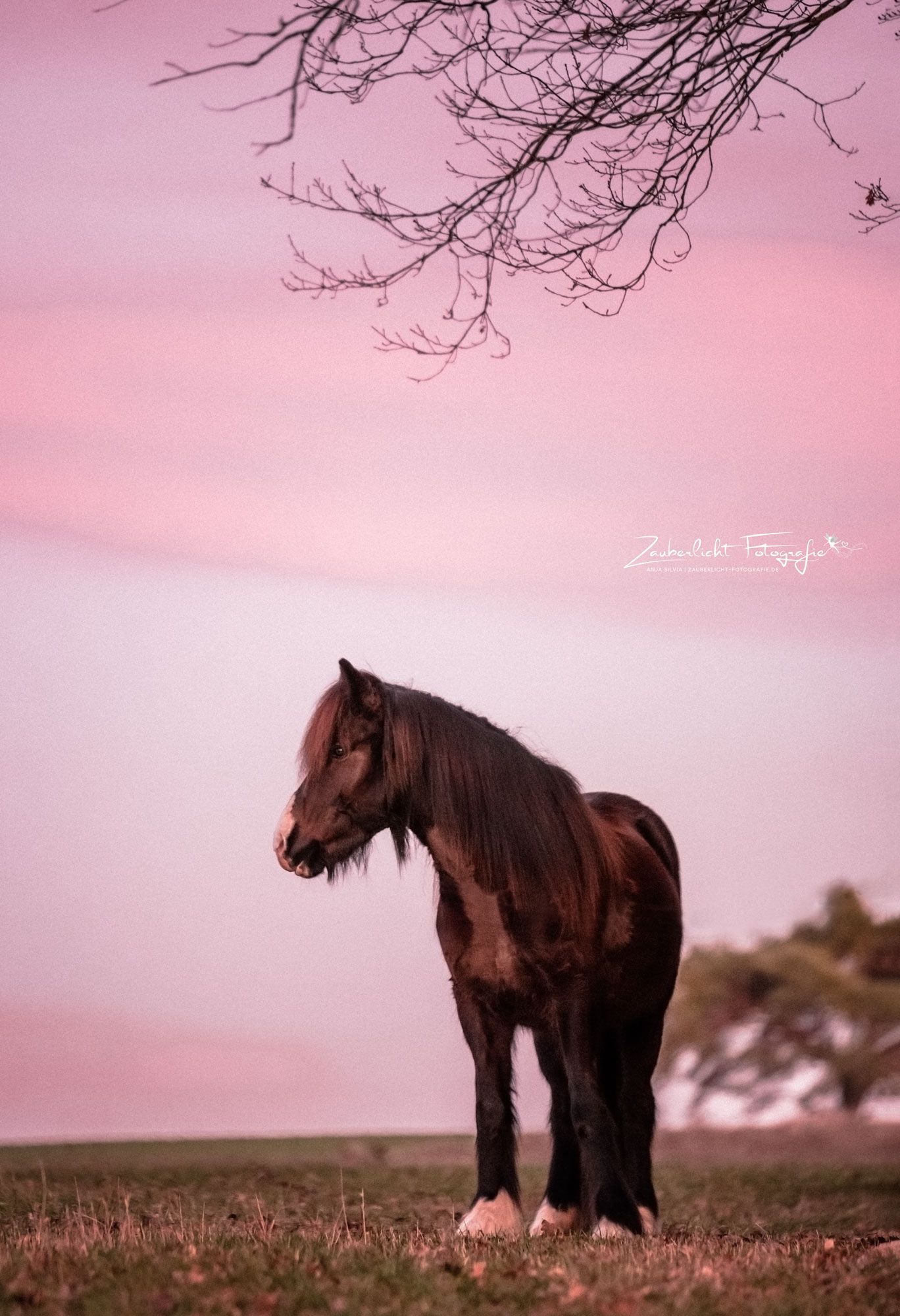Pferd, Rosa Himmel, Silhouette, Wiese, Abenddämmerung, Full HD, iPad-Hintergrundbild
