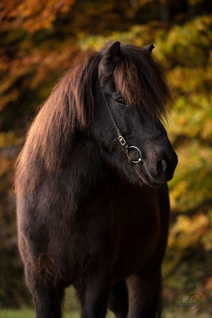 Rappe, Pferd, Herbstwald, Mähne, Porträt, HD, Handy-Hintergrund im Hochformat