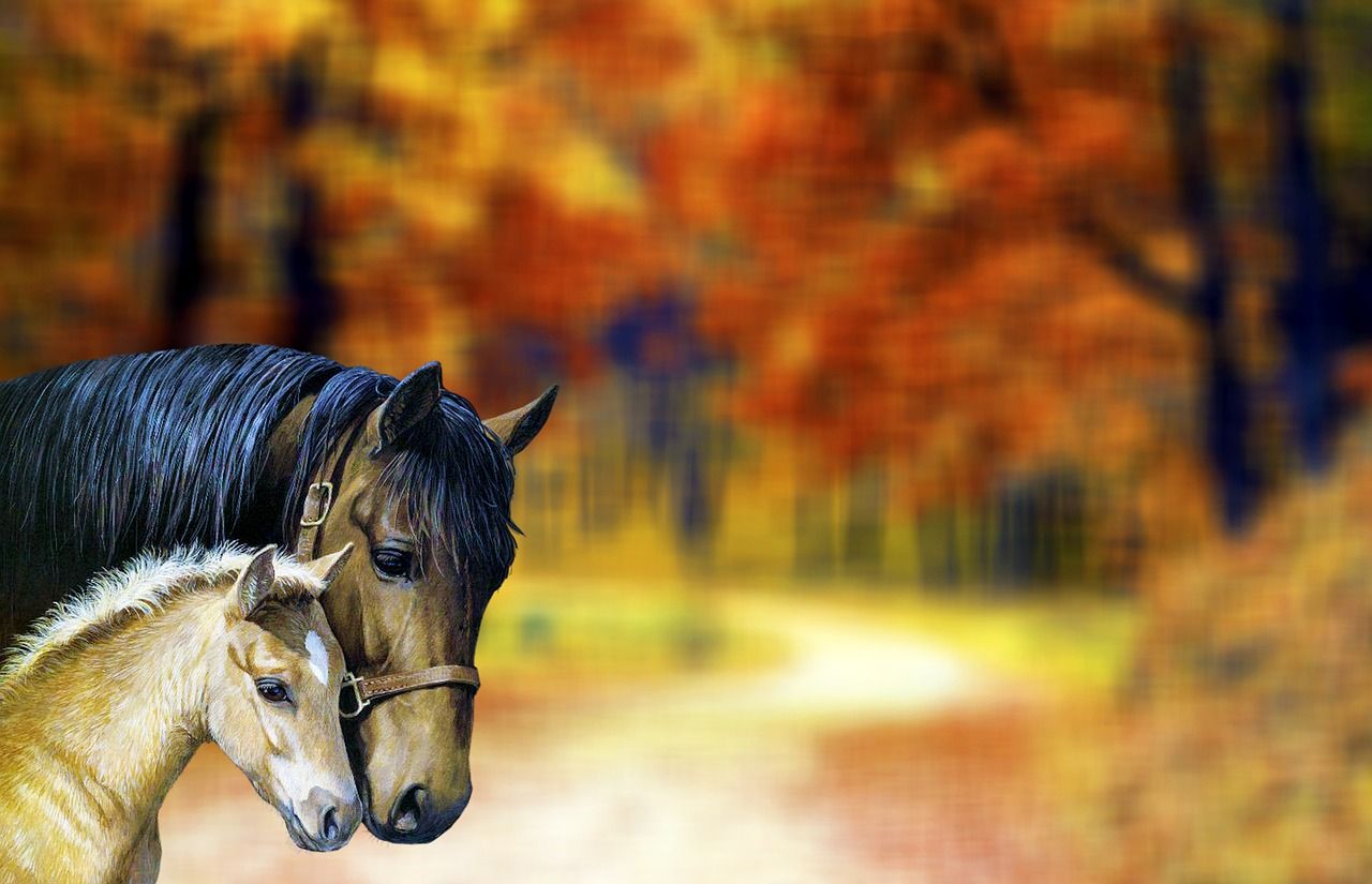 Stute, Fohlen, Herbstwald, Pferde, Bokeh, HD, Hintergrundbild für den PC