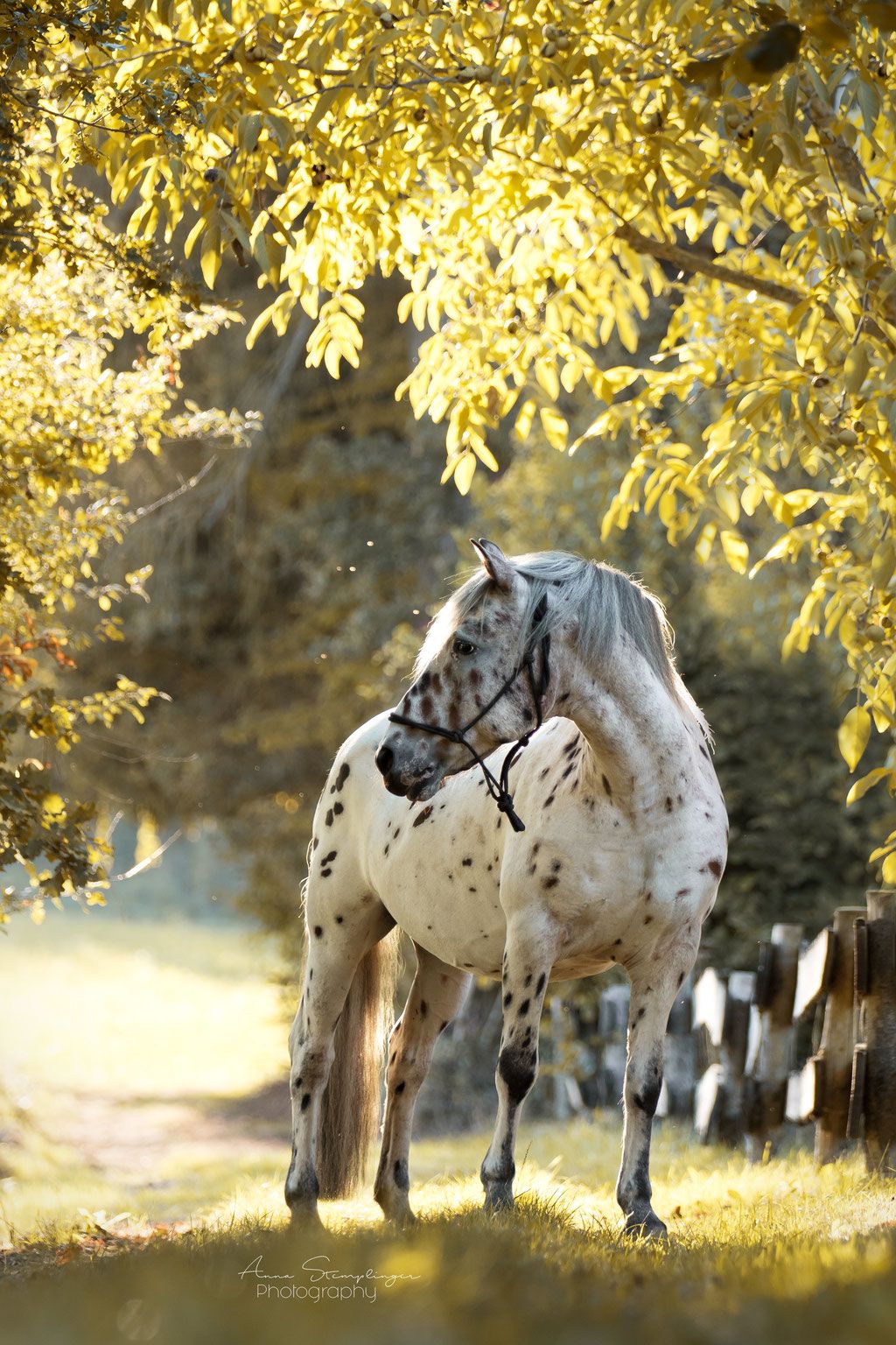 Appaloosa, Pferd, Gelbe Bäume, Getupftes Fell, Hochformat, Hintergrundbild fürs Smartphone
