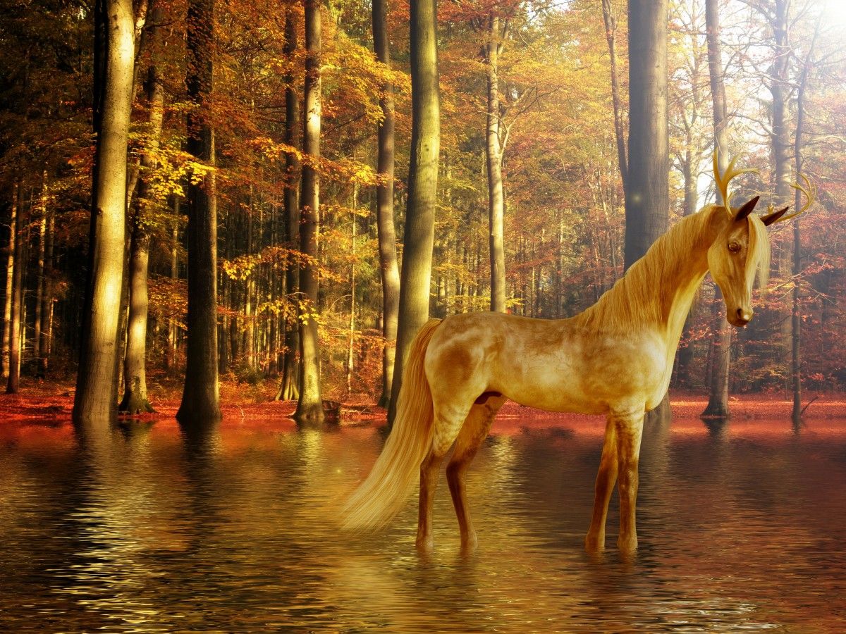 Goldenes Pferd, Wald, Wasser, Spiegelung, Herbst, Hintergrundbild für iPad und Tablet