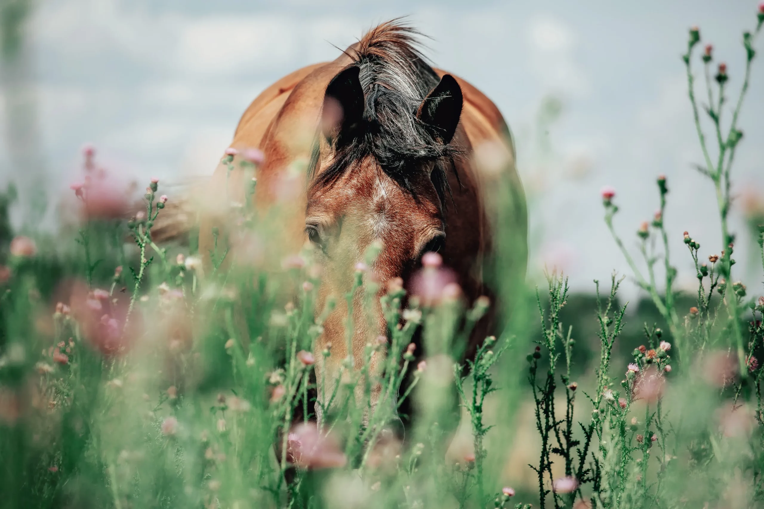 Pferd, Wildblumen, Wiese, Unscharfer Vordergrund, 2K, Hintergrundbild für den PC