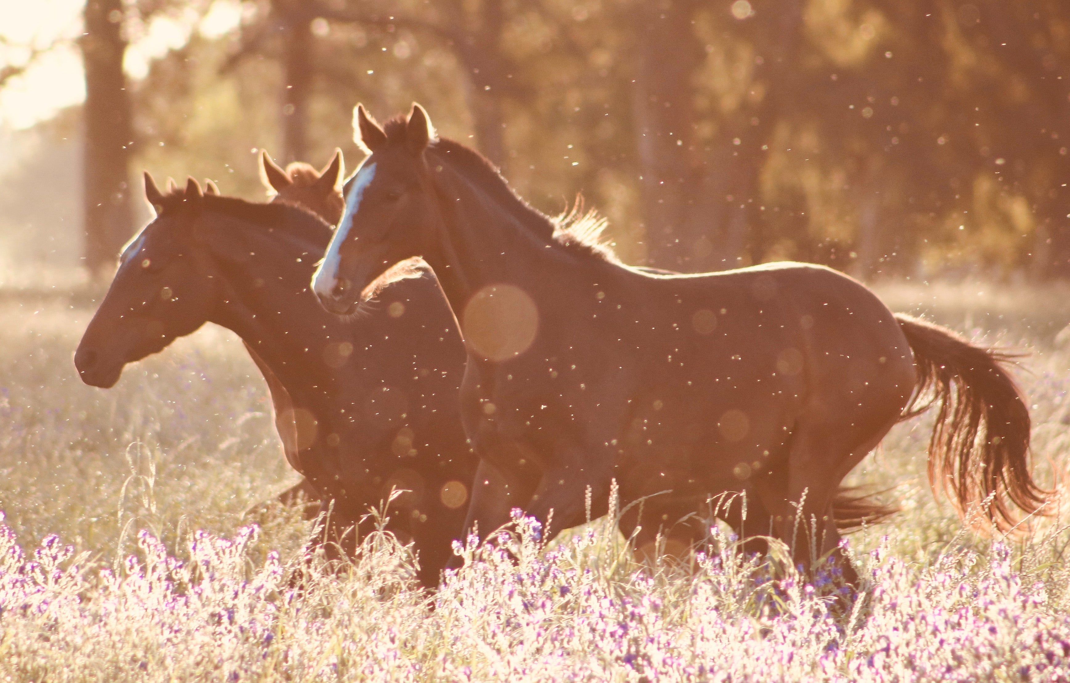 Pferde, Galopp, Gegenlicht, Wiese, Warme Töne, 2K, Desktop-Hintergrund für Windows