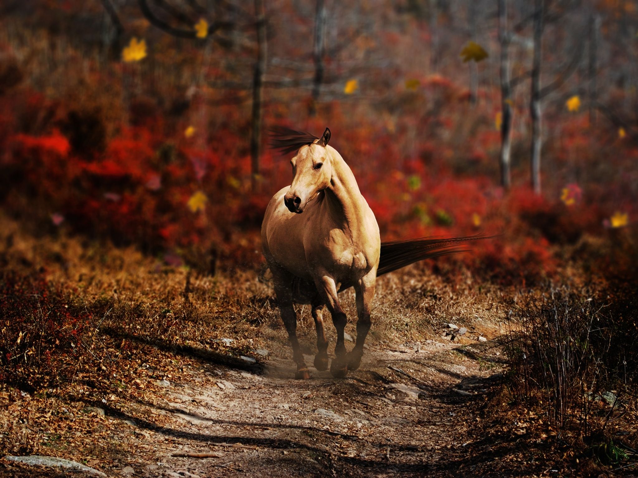 Palomino, Pferd, Waldweg, Rotes Laub, Full HD, Hintergrundbild fürs Tablet