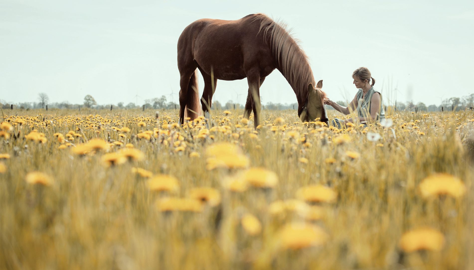 Pferd, Kind, Löwenzahnwiese, Grasen, Gelbe Blumen, HD, Hintergrund für den Desktop