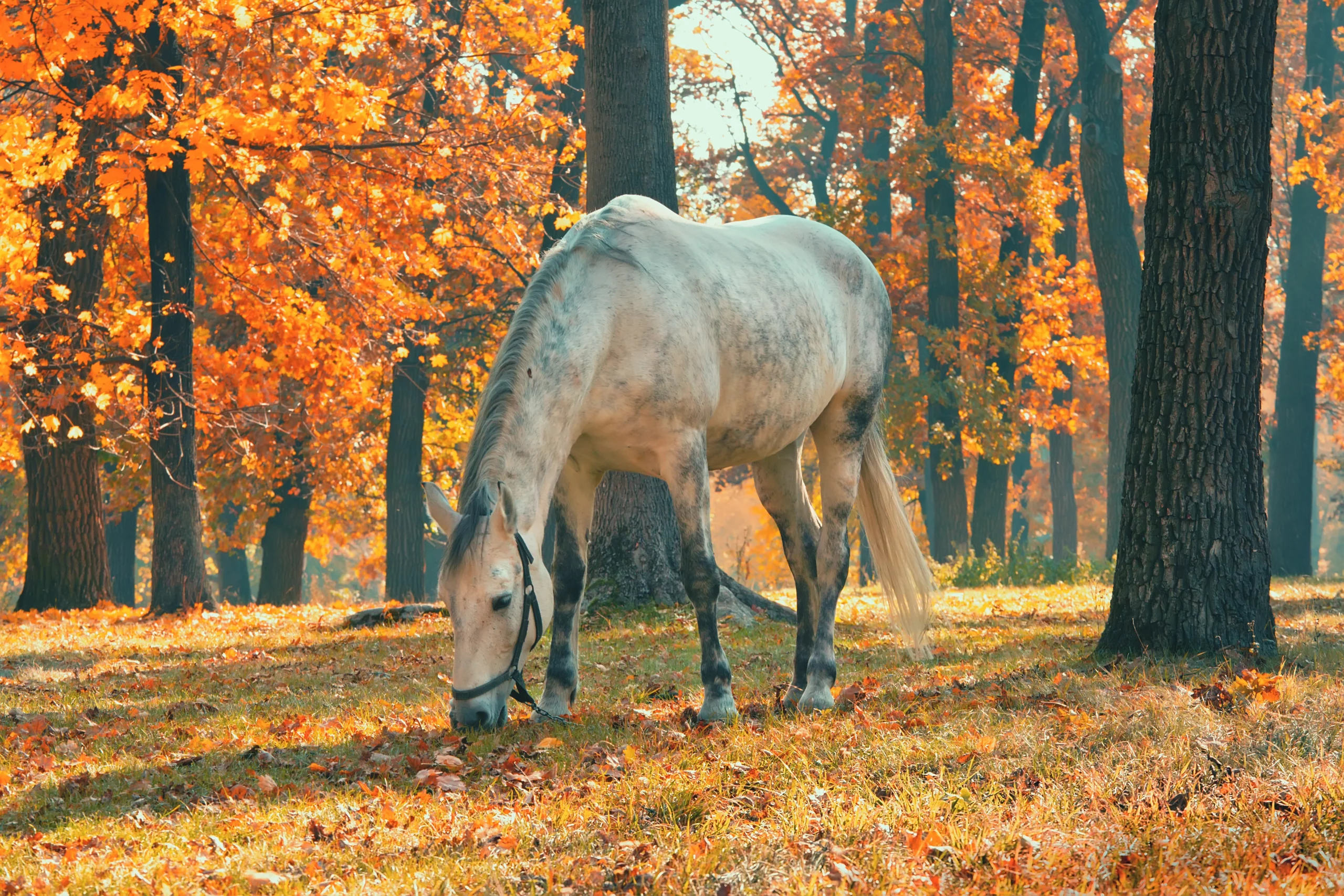 Schimmel, Pferd, Herbstwald, Grasen, Orange Bäume, 2K, Hintergrundbild für den PC