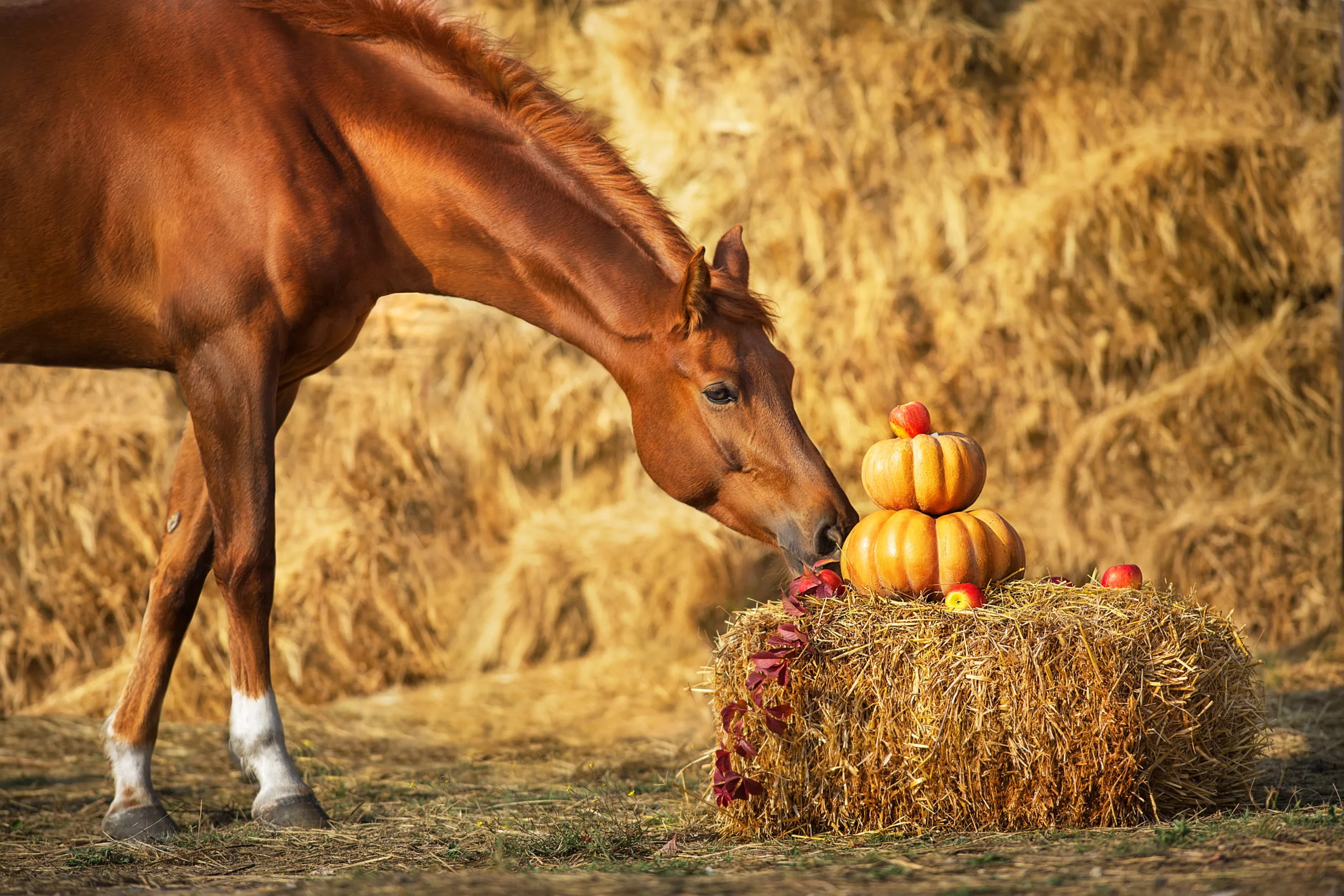 Fuchs, Pferd, Kürbisse, Heuballen, Herbstdeko, 2K, Hintergrundbild für den PC