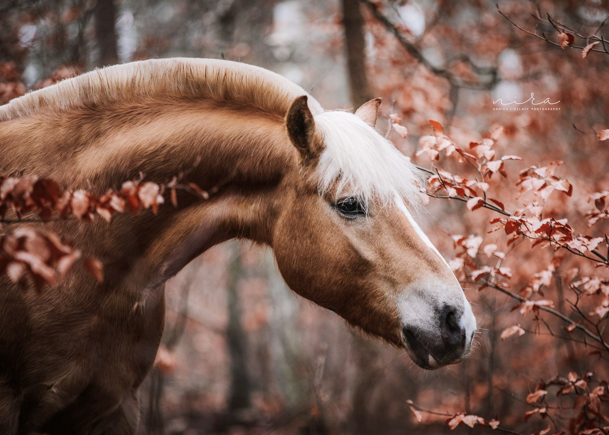 Haflinger, Pferdekopf, Herbstlaub, Wald, Profil, Rotbraune Töne, Full HD, Laptop-Hintergrundbild