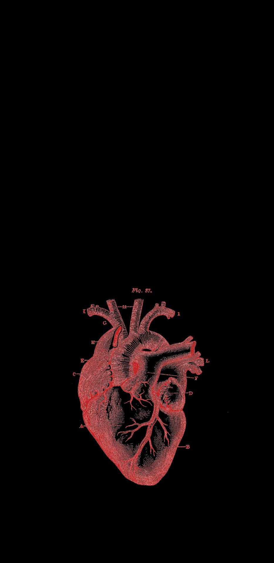 Anatomisches Herz, Schwarzer Hintergrund, Rot, Zeichnung, Minimalistisch, Sperrbildschirm fürs iPhone