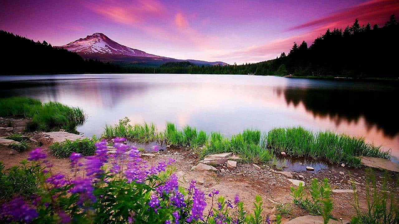 Trillium Lake, Mount Hood, Oregon, Bergsee, Lila Blumen, Abendrot, HD-Hintergrundbild für PC