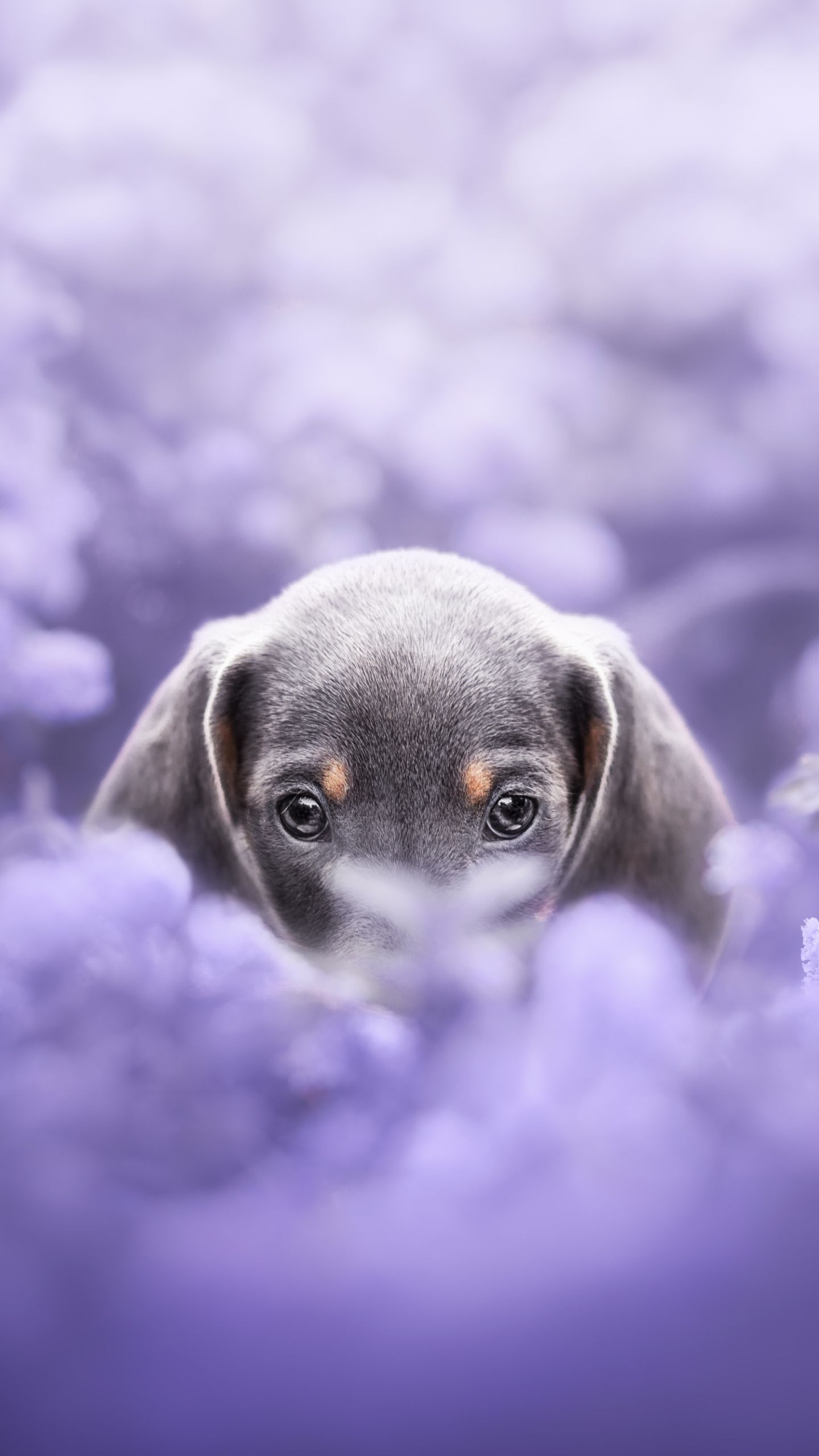 Dackelwelpe, Wolken, Lila, Digital Art, Hochformat, Hintergrundbild fürs Smartphone