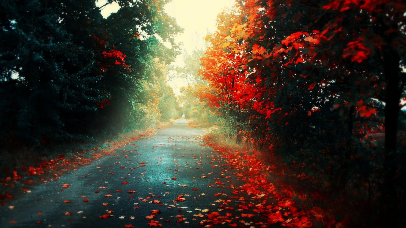 Herbstwald, Waldweg, Rotes Laub, Lichtstrahlen, Allee, HD, Hintergrund für den Desktop