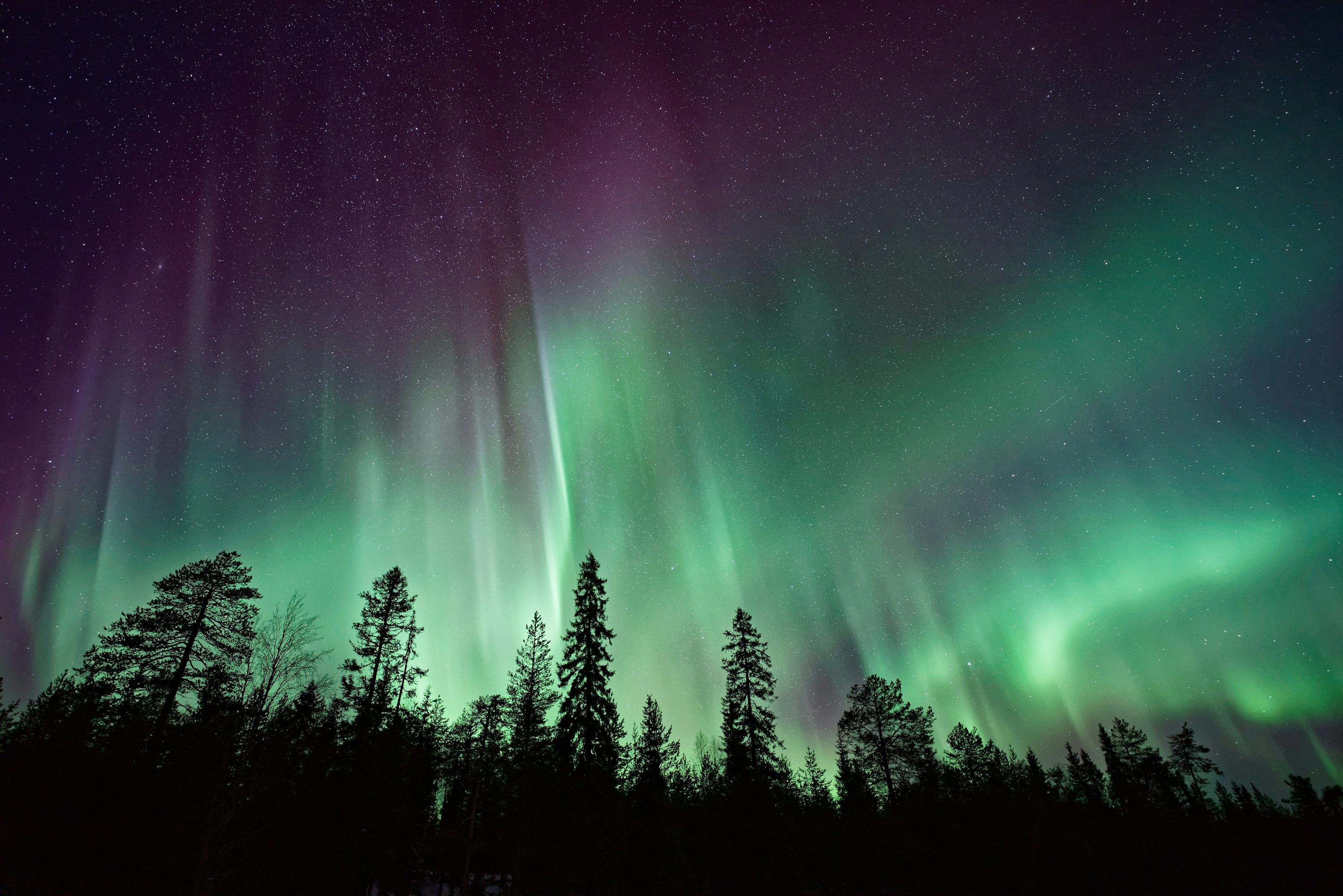Aurora borealis, Nadelwald, Silhouetten, Grün, 2K, Hintergrundbild für den PC