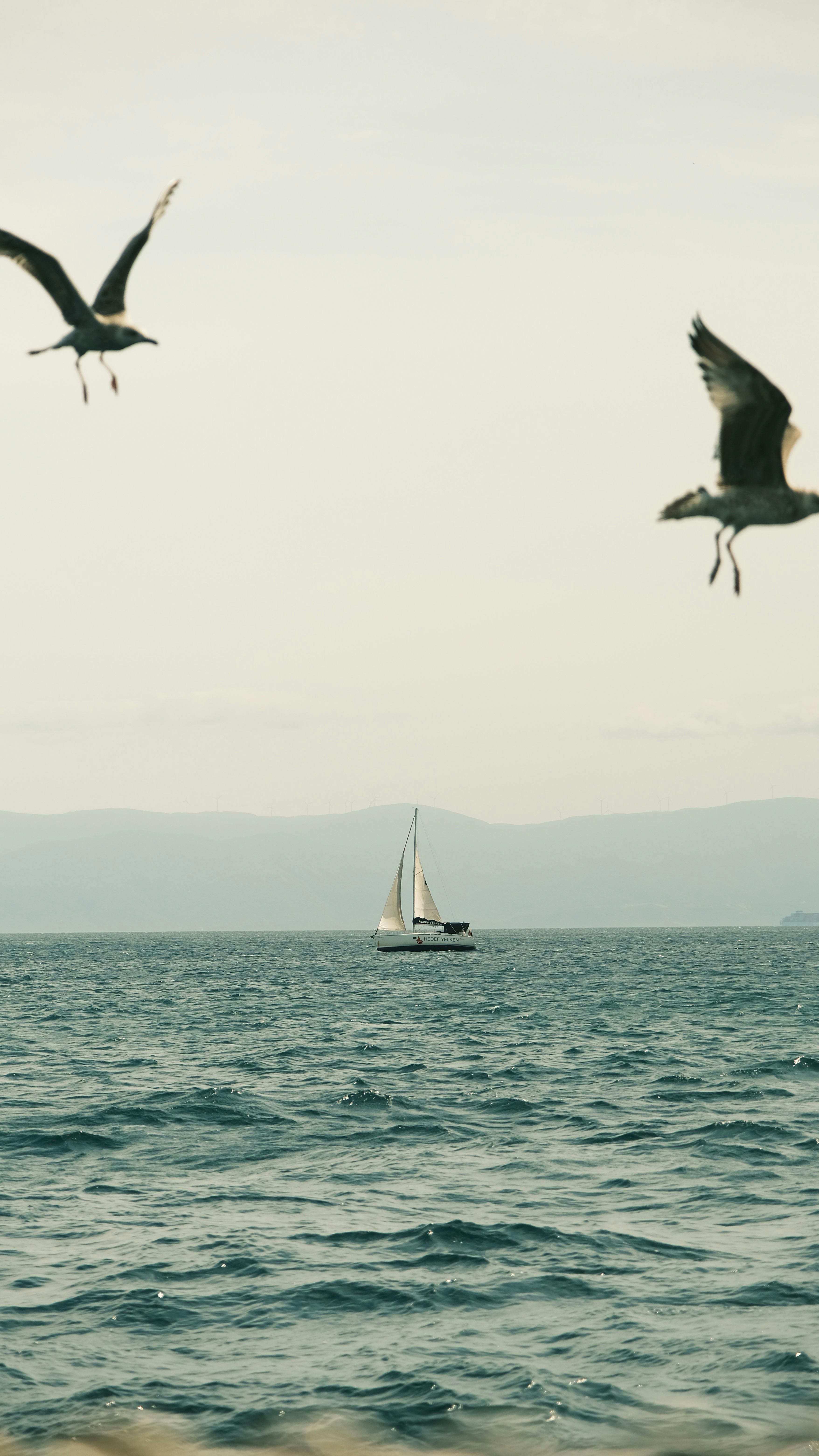 Segelboot, Möwen, Meer, Horizont, Minimalistisch, QHD+, Handy-Hintergrund im Hochformat