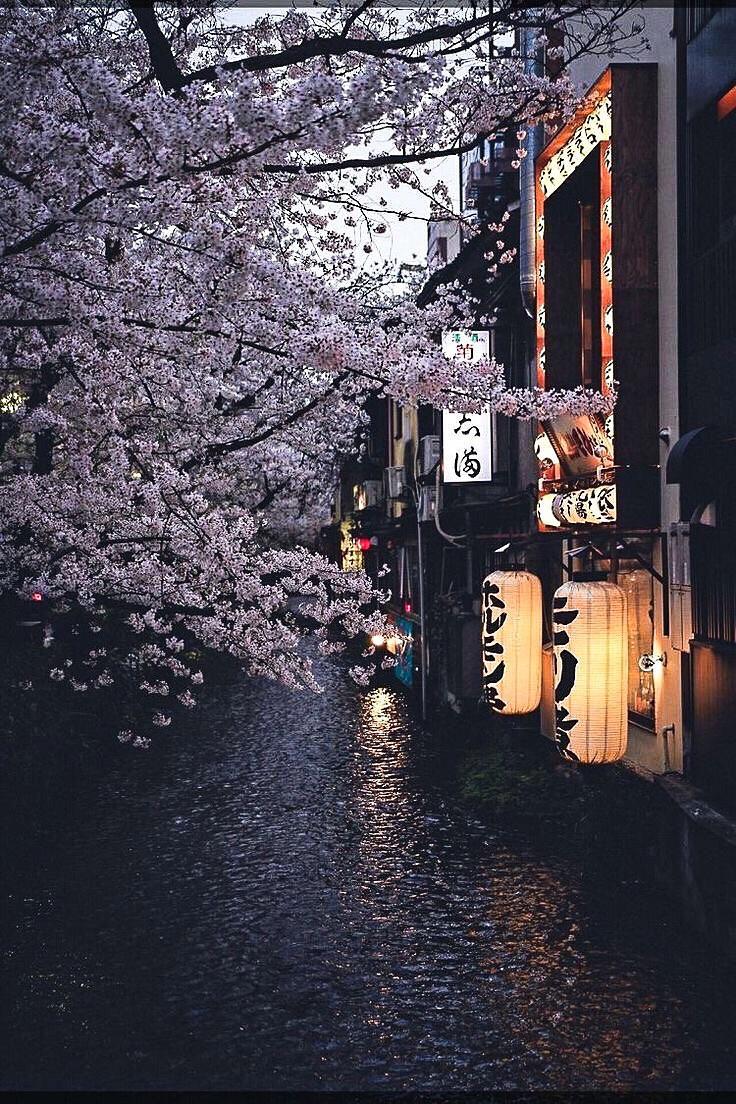 Kirschblüten, Gasse, Laternen, Kyoto, Regen, Nacht, HD, Handy-Hintergrund im Hochformat