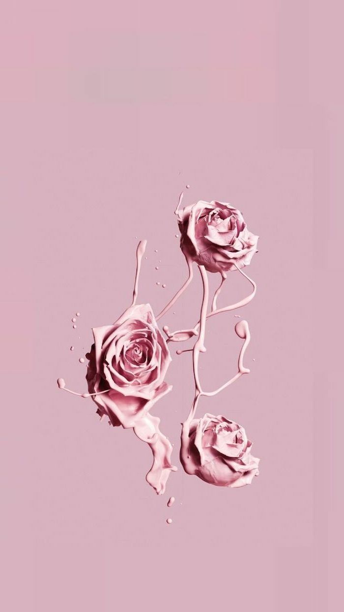 Rosen, Rosa, Minimalismus, Blumen, Pastellfarben, Hochformat, Hintergrundbild fürs Smartphone