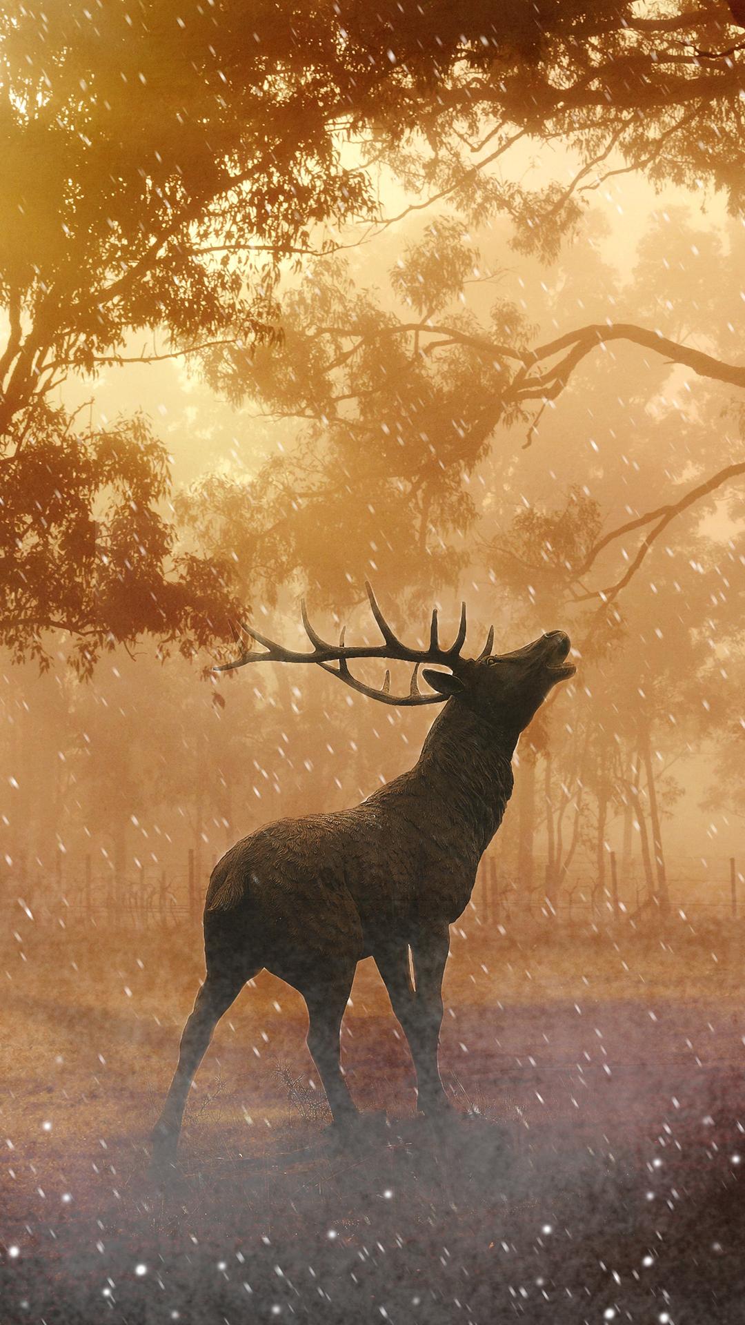 Hirsch, Röhrender Hirsch, Wald, Nebel, Goldenes Licht, Full HD, Hintergrundbild fürs Handy