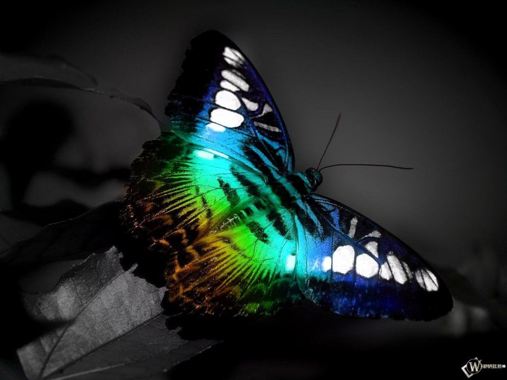 Schmetterling, Bunte Flügel, Schwarz-Weiß, Colorkey, Nahaufnahme, Hintergrundbild fürs Tablet