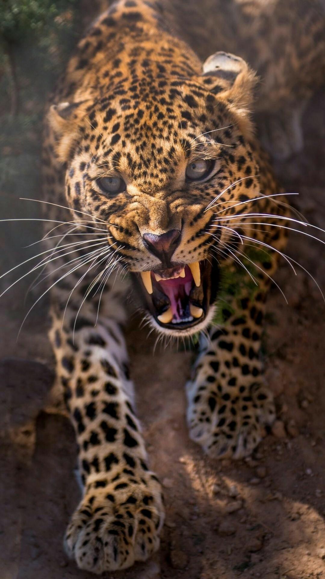 Leopard, Fauchen, Raubkatze, Wildtier, Full HD, Hintergrundbild fürs Handy
