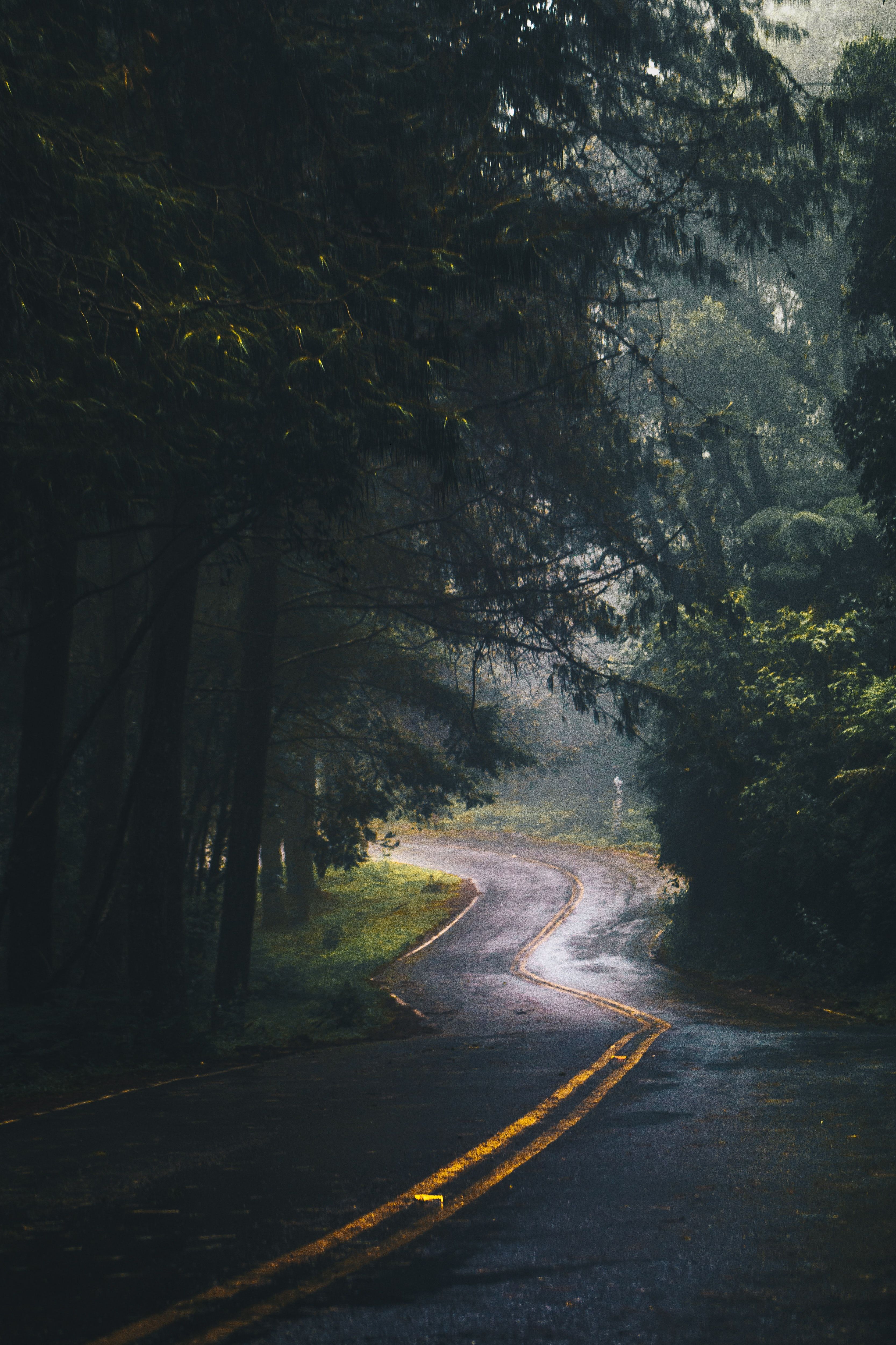 Waldstraße, Kurvige Straße, Wald, Dunkel, QHD+, Hintergrundbild fürs Handy