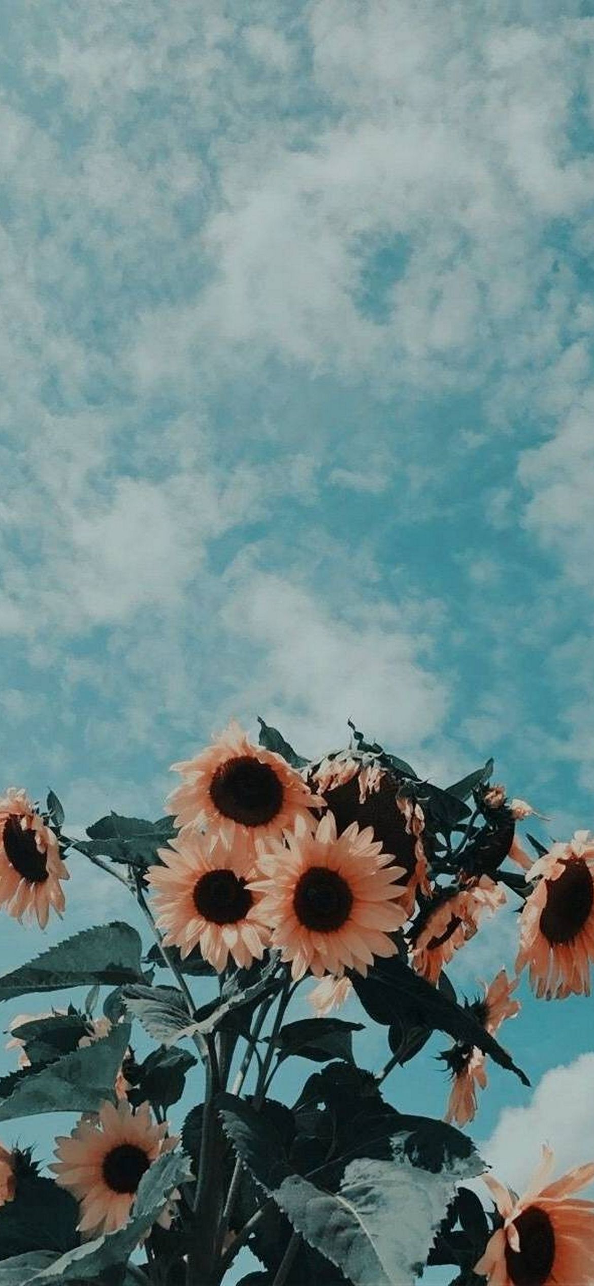 Sonnenblumen, Wolken, Blauer Himmel, Froschperspektive, Full HD, Handy-Hintergrund im Hochformat