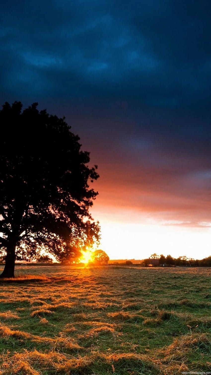 Baum, Sonnenuntergang, Wiese, Wolken, HD, Hintergrundbild fürs Handy