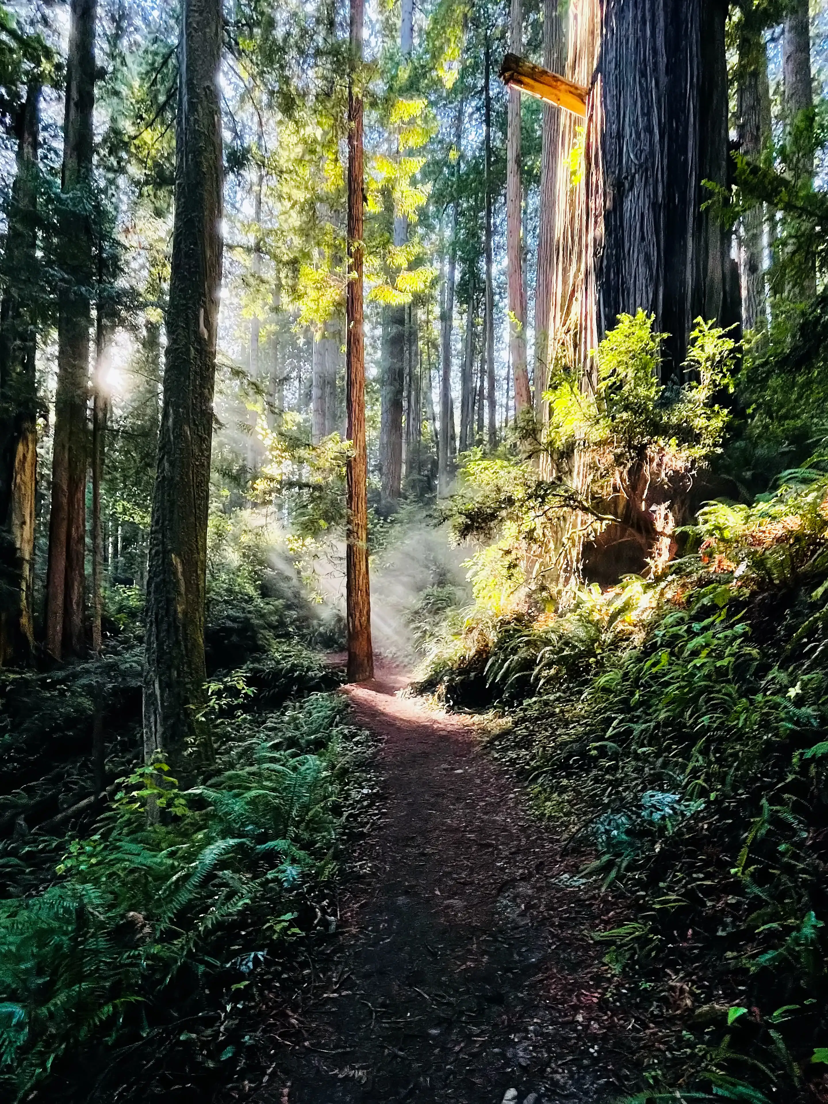 Wald, Waldweg, Mammutbäume, Sonnenstrahlen, Grün, QHD+, Hintergrundbild fürs Tablet