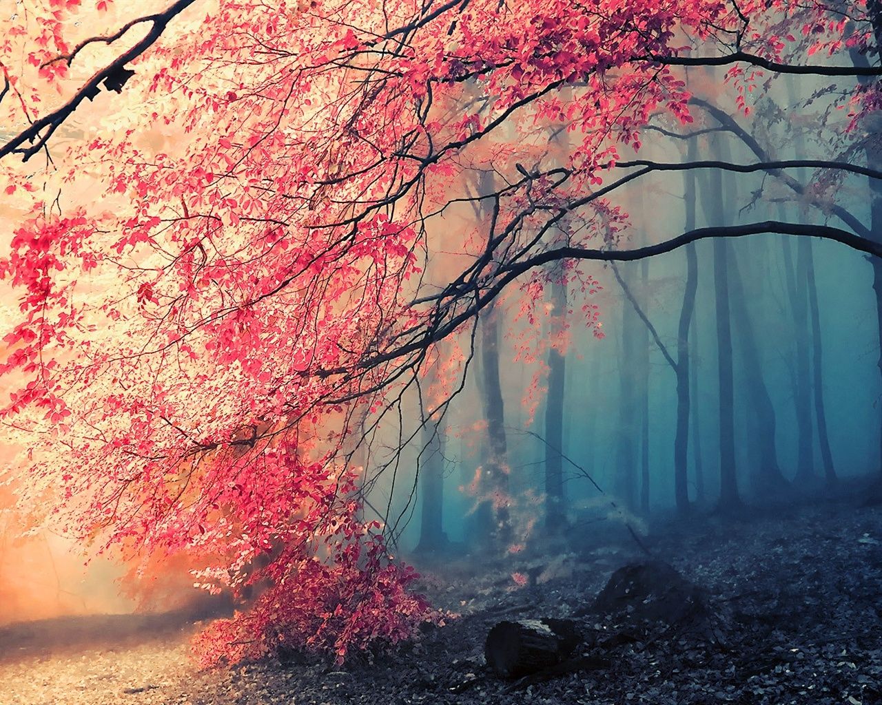Roter Baum, Herbst, Nebelwald, Zweige, Märchenhaft, HD, Desktop-Hintergrund für Windows