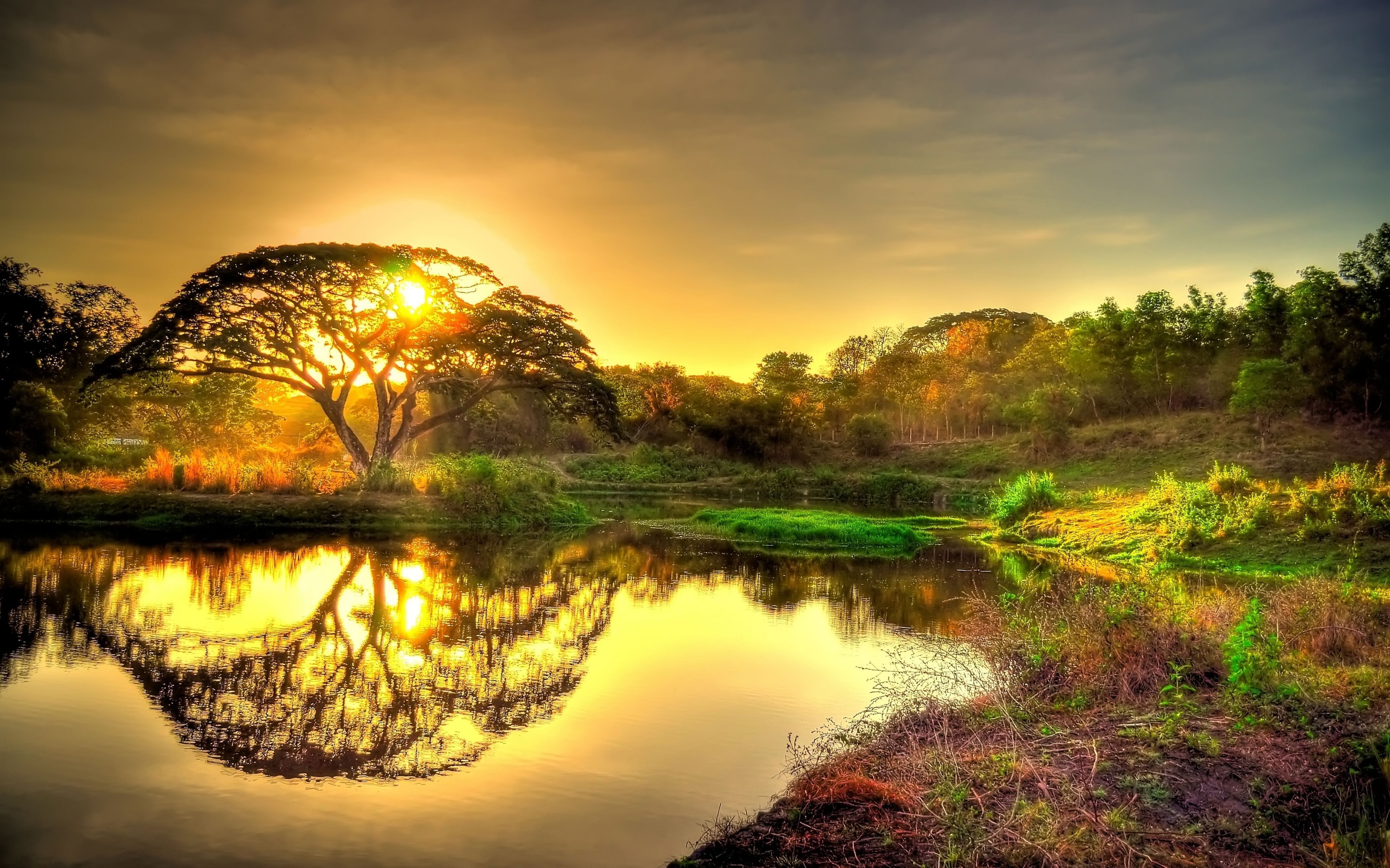 Baum, Sonnenuntergang, Spiegelung, Savanne, Goldenes Licht, 4K, Desktop-Hintergrund