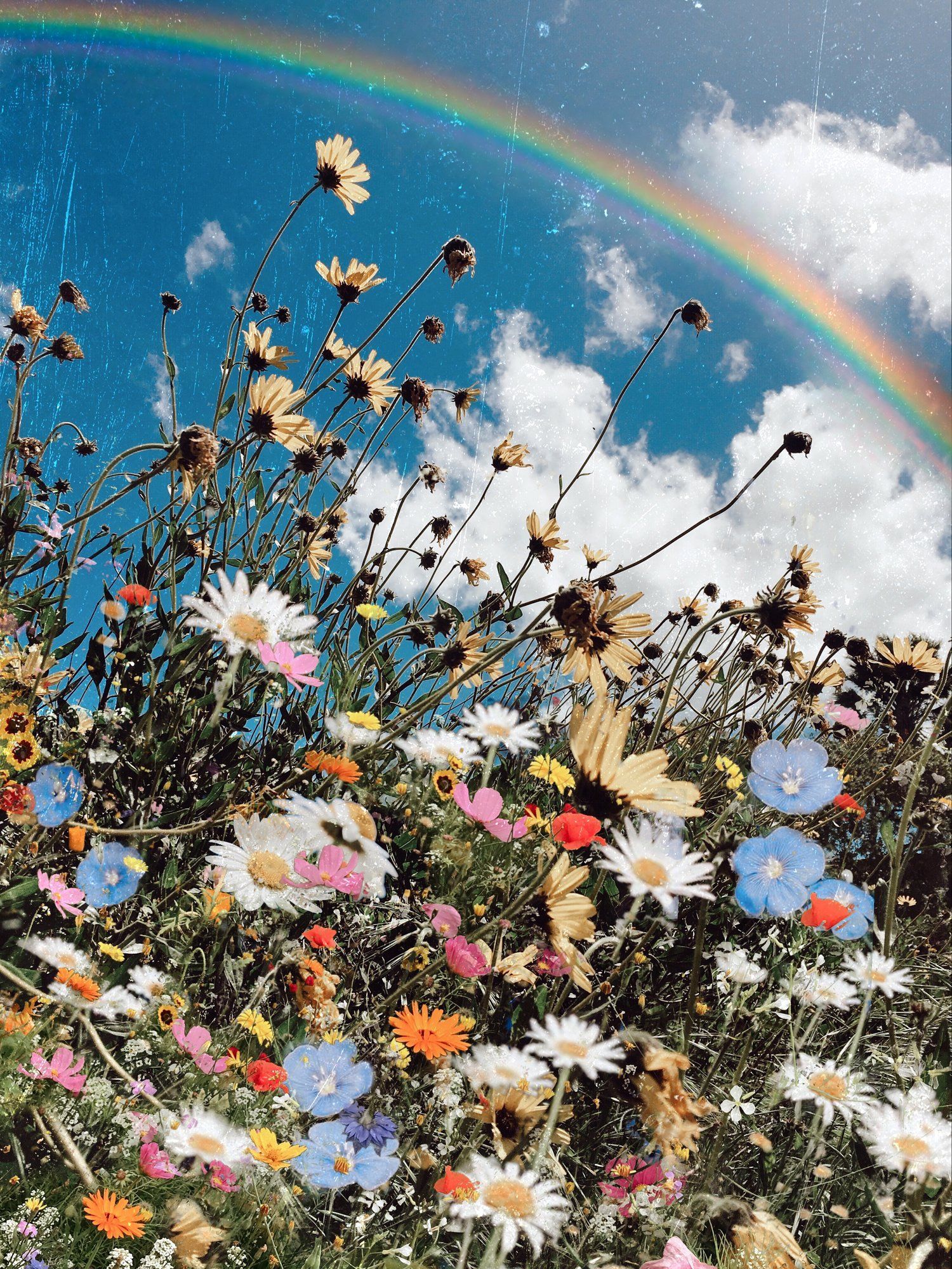 Wildblumen, Gänseblümchen, Regenbogen, Wolken, Blauer Himmel, QHD+, Tablet-Hintergrund