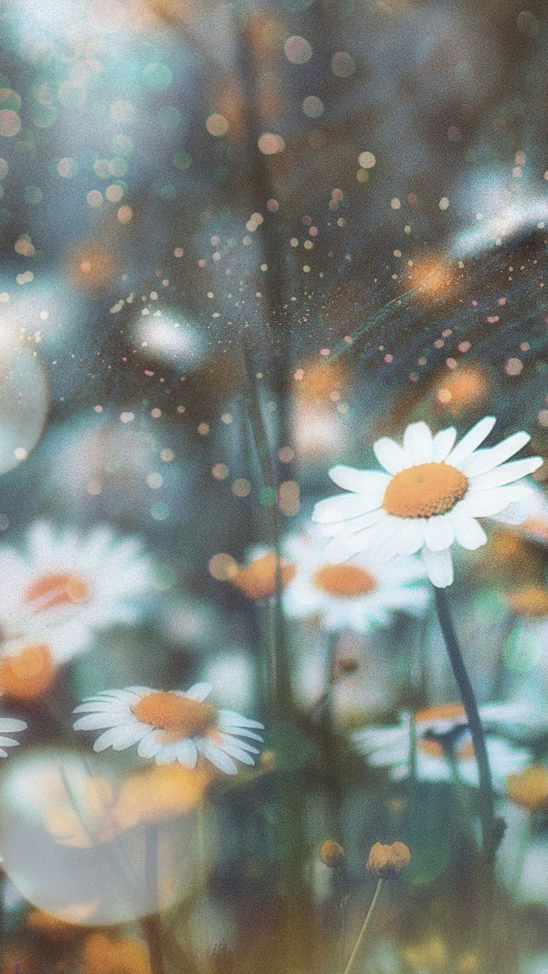 Gänseblümchen, Bokeh, Unschärfe, Natur, Nahaufnahme, Hintergrundbild für iPhone und Android