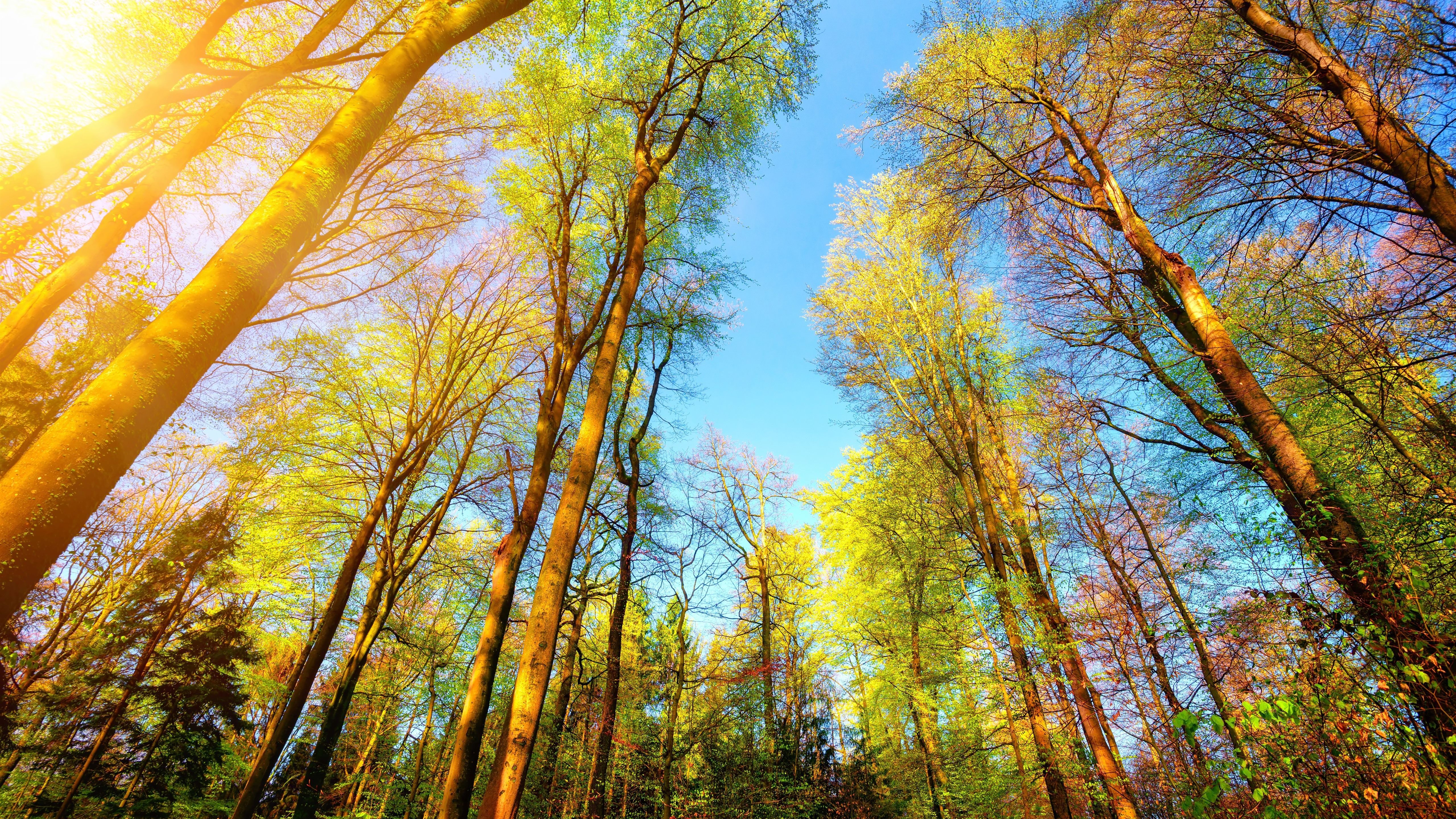 Wald, Baumkronen, Froschperspektive, Herbst, Blauer Himmel, 5K, PC-Hintergrundbild