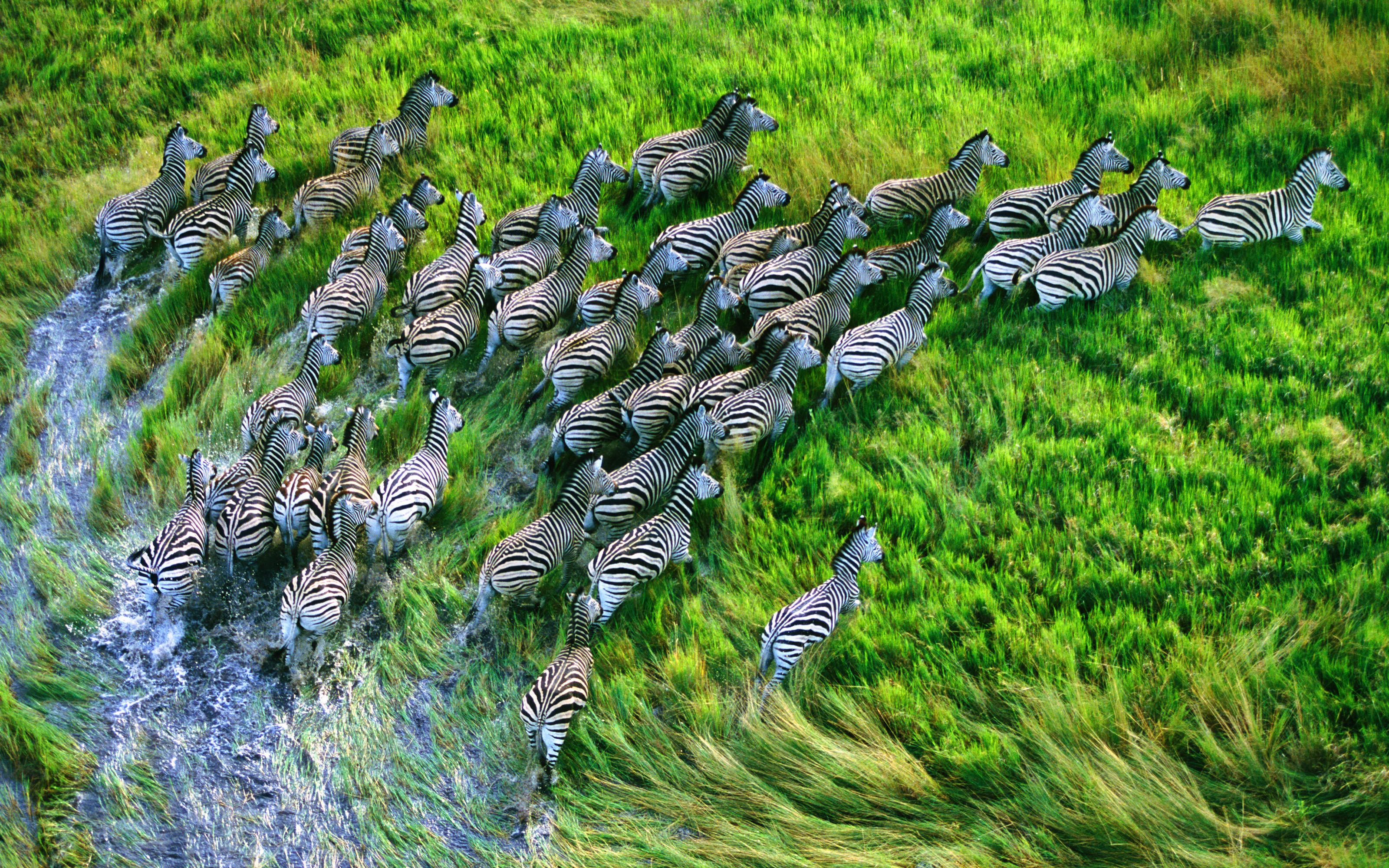 Zebras, Herde, Fluss, Luftaufnahme, Grünes Gras, 2K, Hintergrundbild für den PC