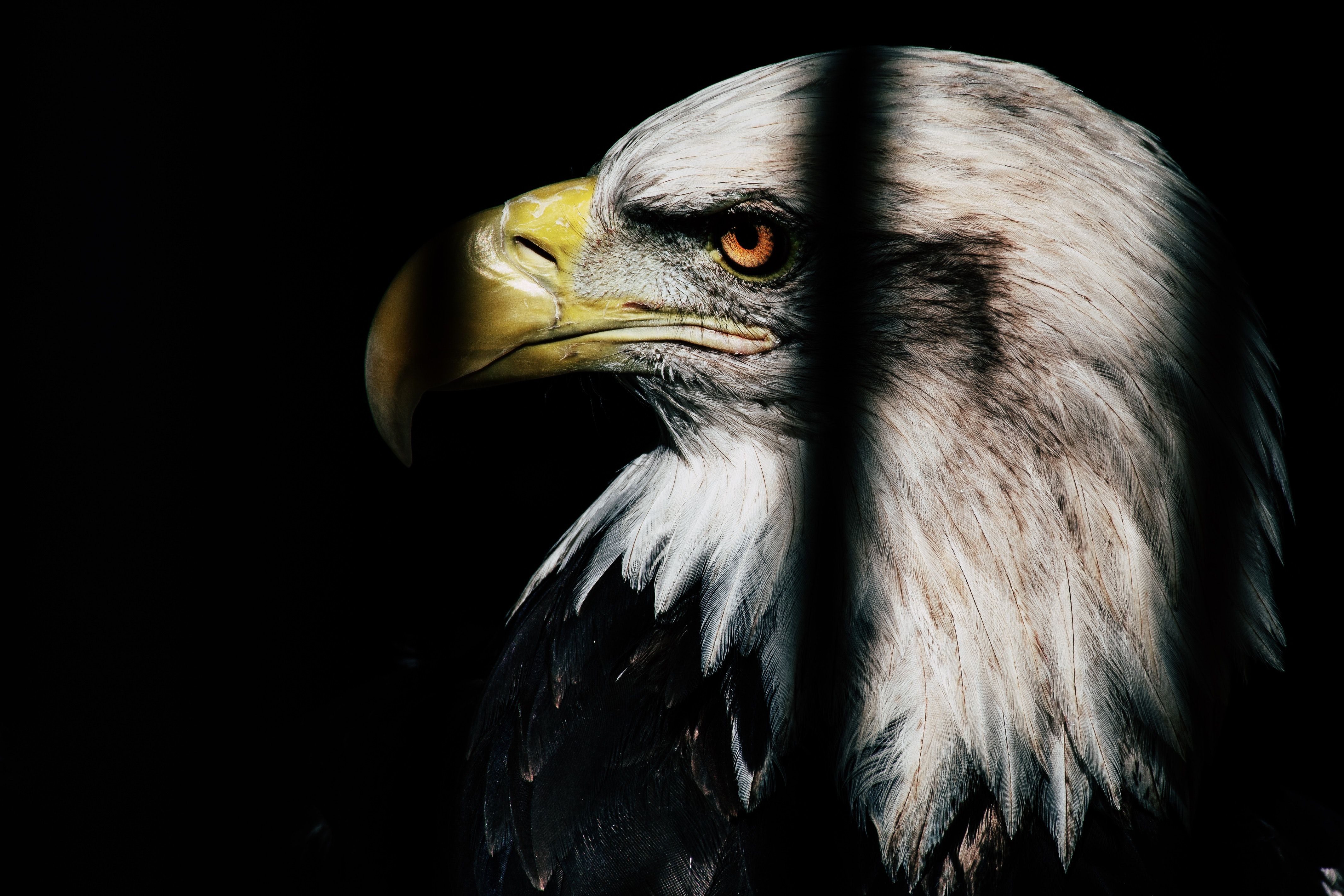 Weißkopfseeadler, Porträt, Profil, Schwarzer Hintergrund, Raubvogel, 4K Wallpaper