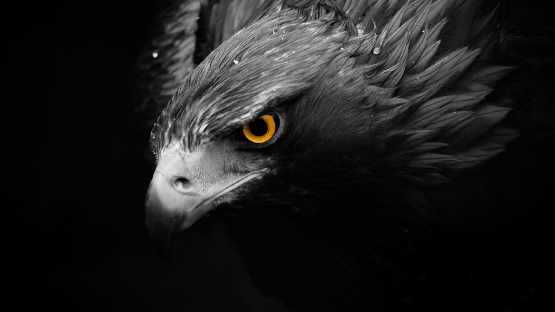 Adler, Schwarz-Weiß, Profil, Goldenes Auge, Dunkel, 16:9, Full-HD-Hintergrundbild für den Desktop