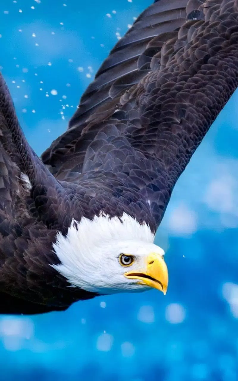 Weißkopfseeadler, Im Flug, Blauer Hintergrund, Bokeh, HD, Sperrbildschirm fürs iPhone