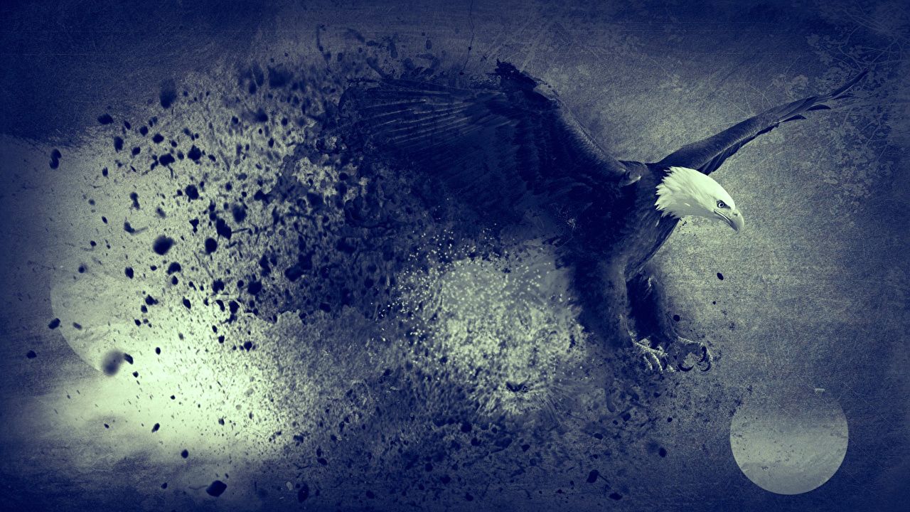 Weißkopfseeadler, Im Flug, Farbspritzer, Grunge, Blau, 16:9, HD-Hintergrundbild für den Desktop