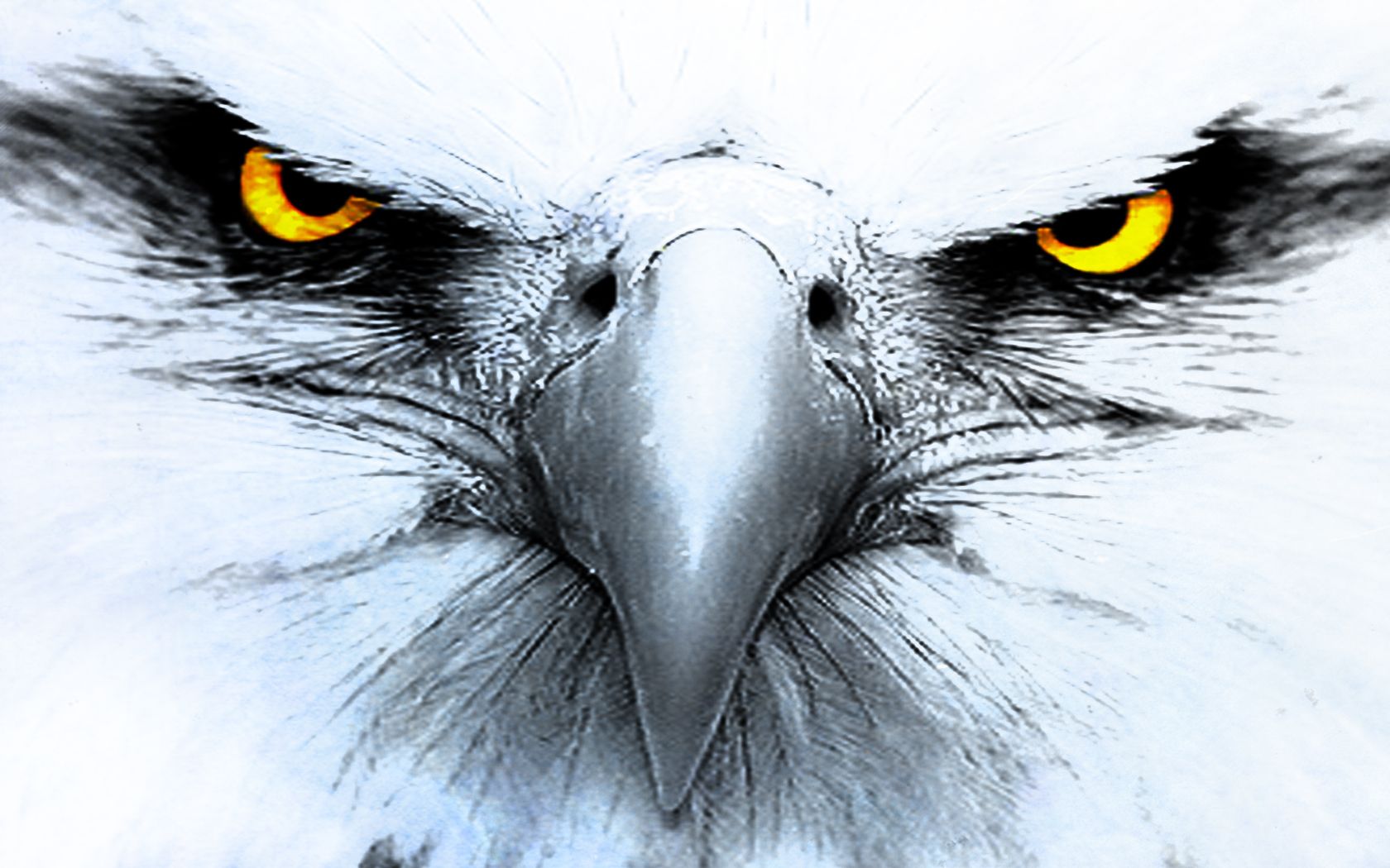 Adler, Augen, Nahaufnahme, Gelbe Augen, Weiß, 16:10, HD-Hintergrundbild für den Desktop