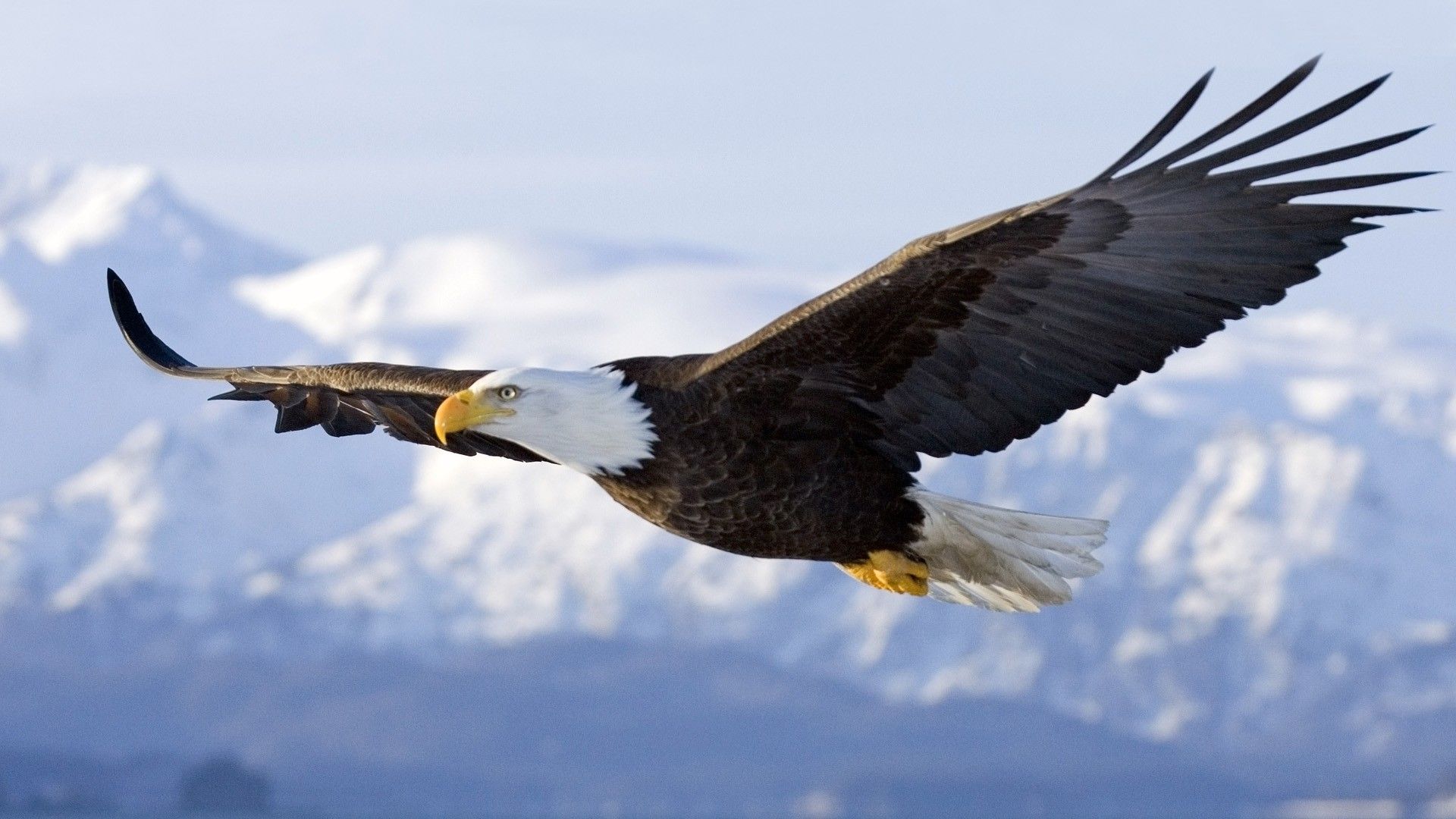 Weißkopfseeadler, Im Flug, Schneeberge, Blauer Himmel, Full HD 1080p, Desktop-Hintergrundbild