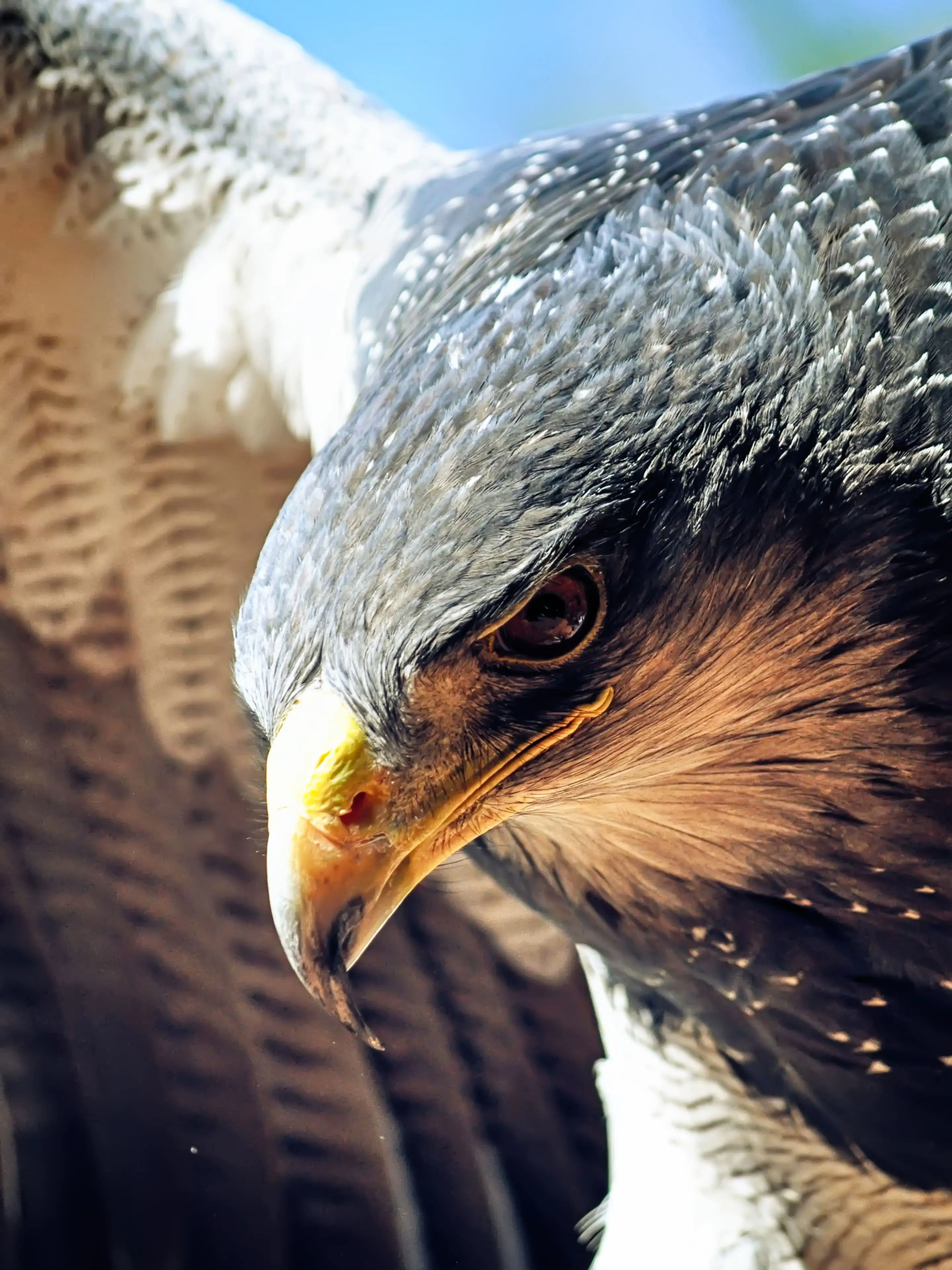 Adler, Raubvogel, Profil, Gefieder, Nahaufnahme, Hintergrundbild für iPad und Tablet
