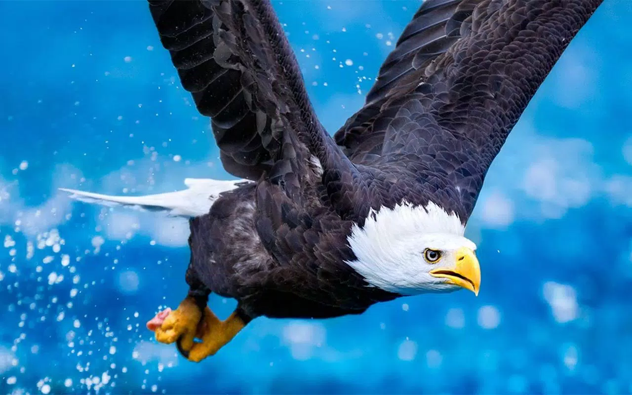 Weißkopfseeadler, Im Flug, Wasserspritzer, Blau, Jagd, HD, Hintergrundbild für den PC