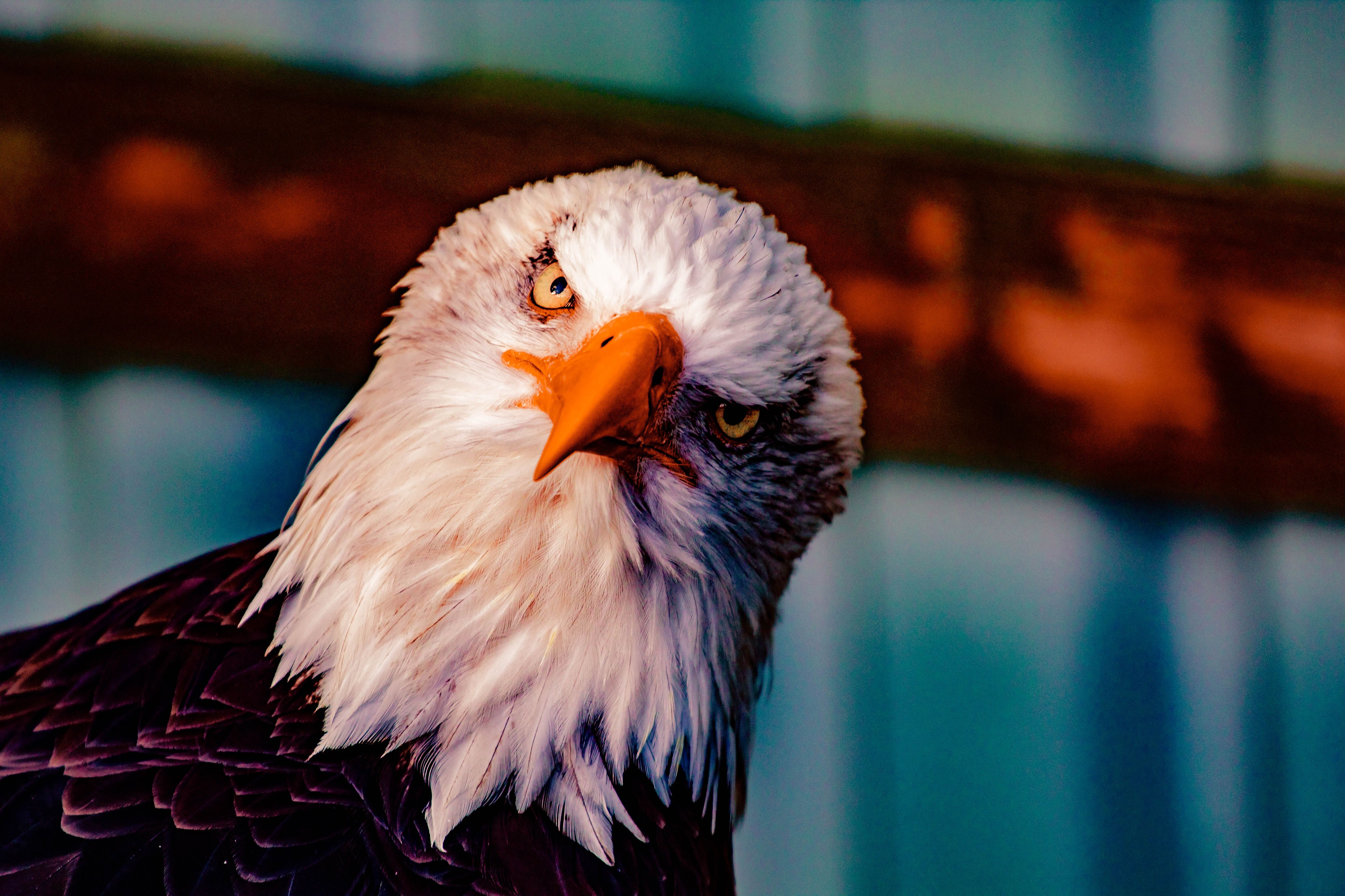 Weißkopfseeadler, Porträt, Bokeh, Gelber Schnabel, 5K, Hintergrundbild für den PC
